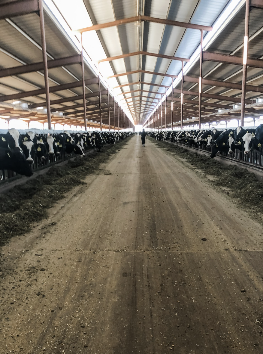 Inside a large barn with cows lined up along both sides, feeding from a trough. Central aisle with a person walking in the distance.