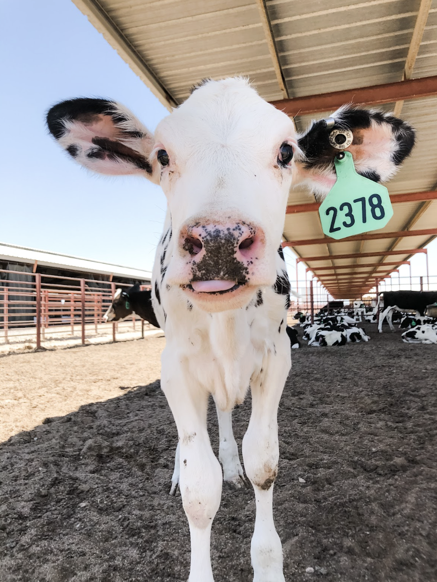 A young dairy calf with a white face and black spots, standing on dirt ground under a barn roof with other calves in the background. The calf has a green ear tag with the number 2378.