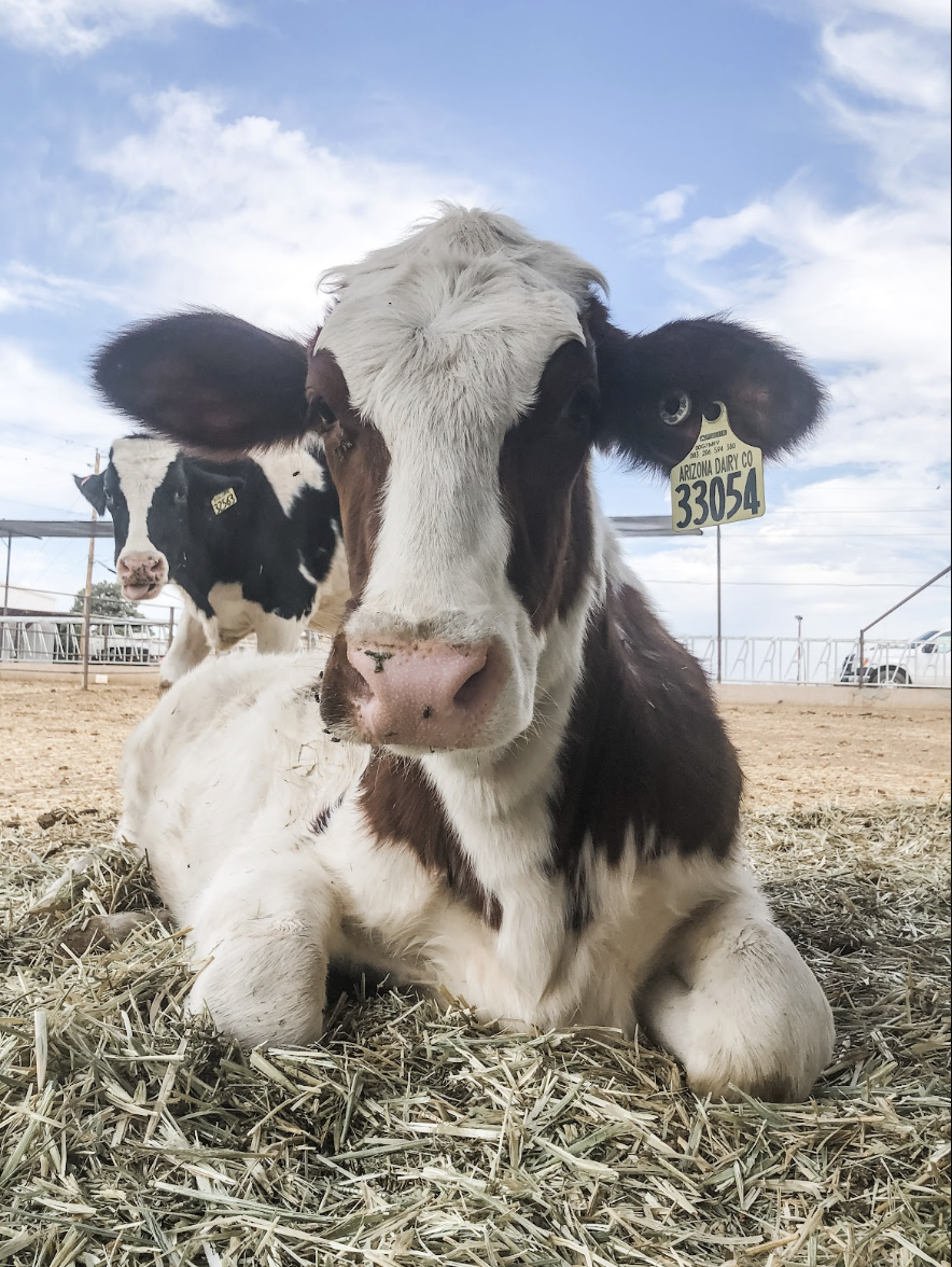 A close-up of a newborn calf lying on hay, with another calf in the background at a farm or fairground, under a sky with clouds.
