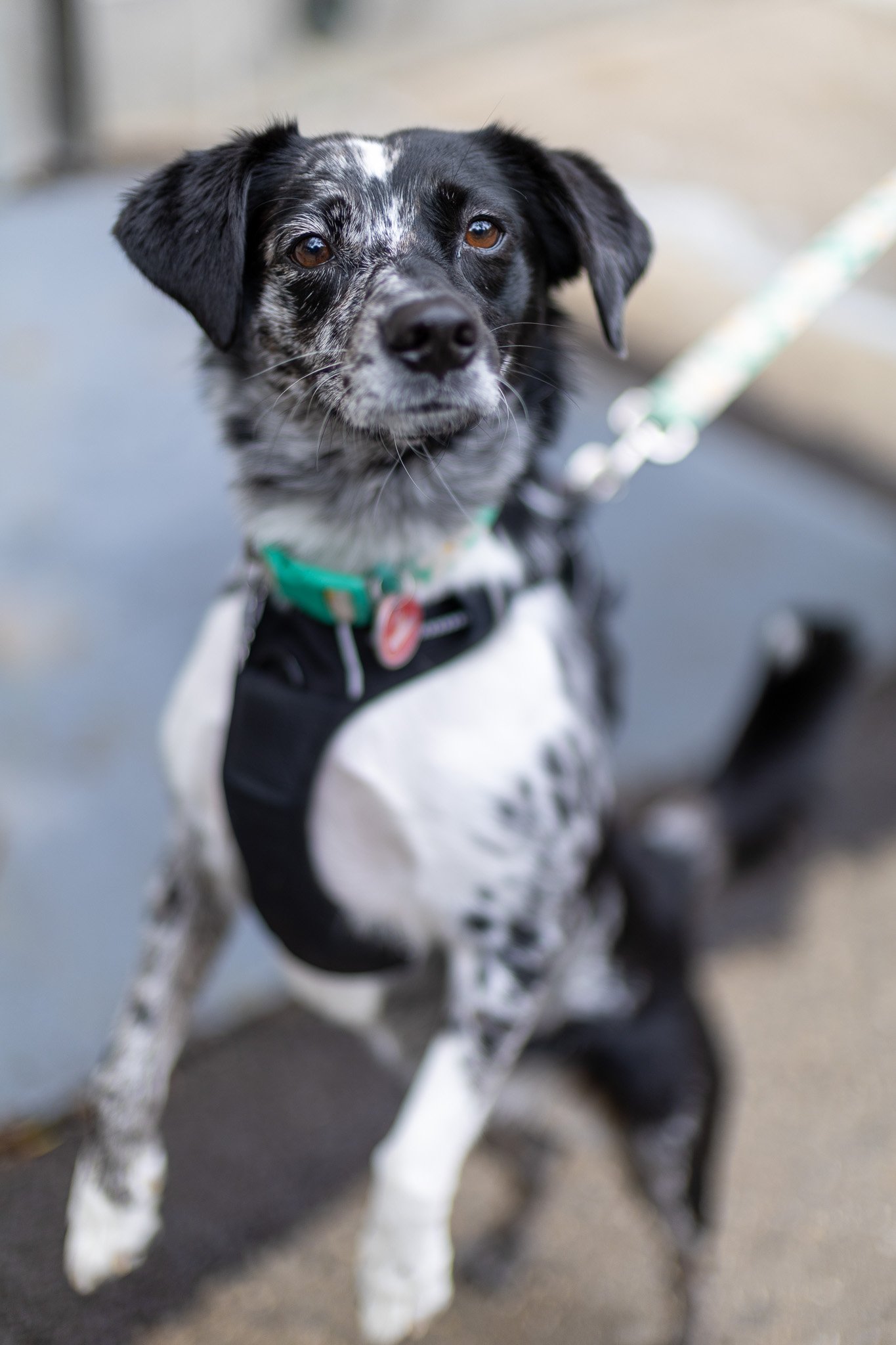 Close-up of a black and white speckled Australian Shepherd puppy with brown eyes, wearing a harness, outdoors on a leash.