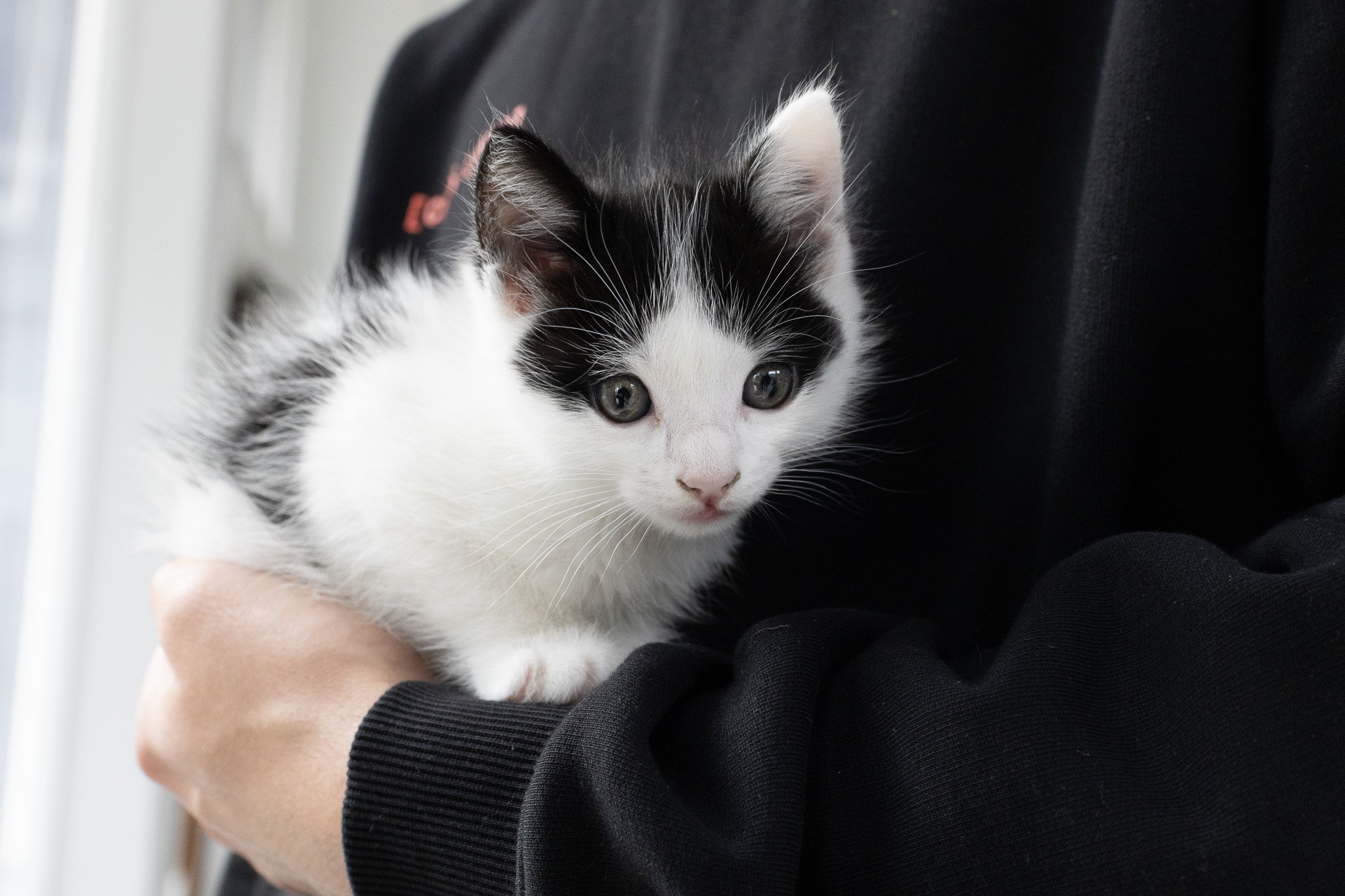 Close-up of a black and white kitten with grey eyes, being held by a person wearing a black long sleeve shirt.