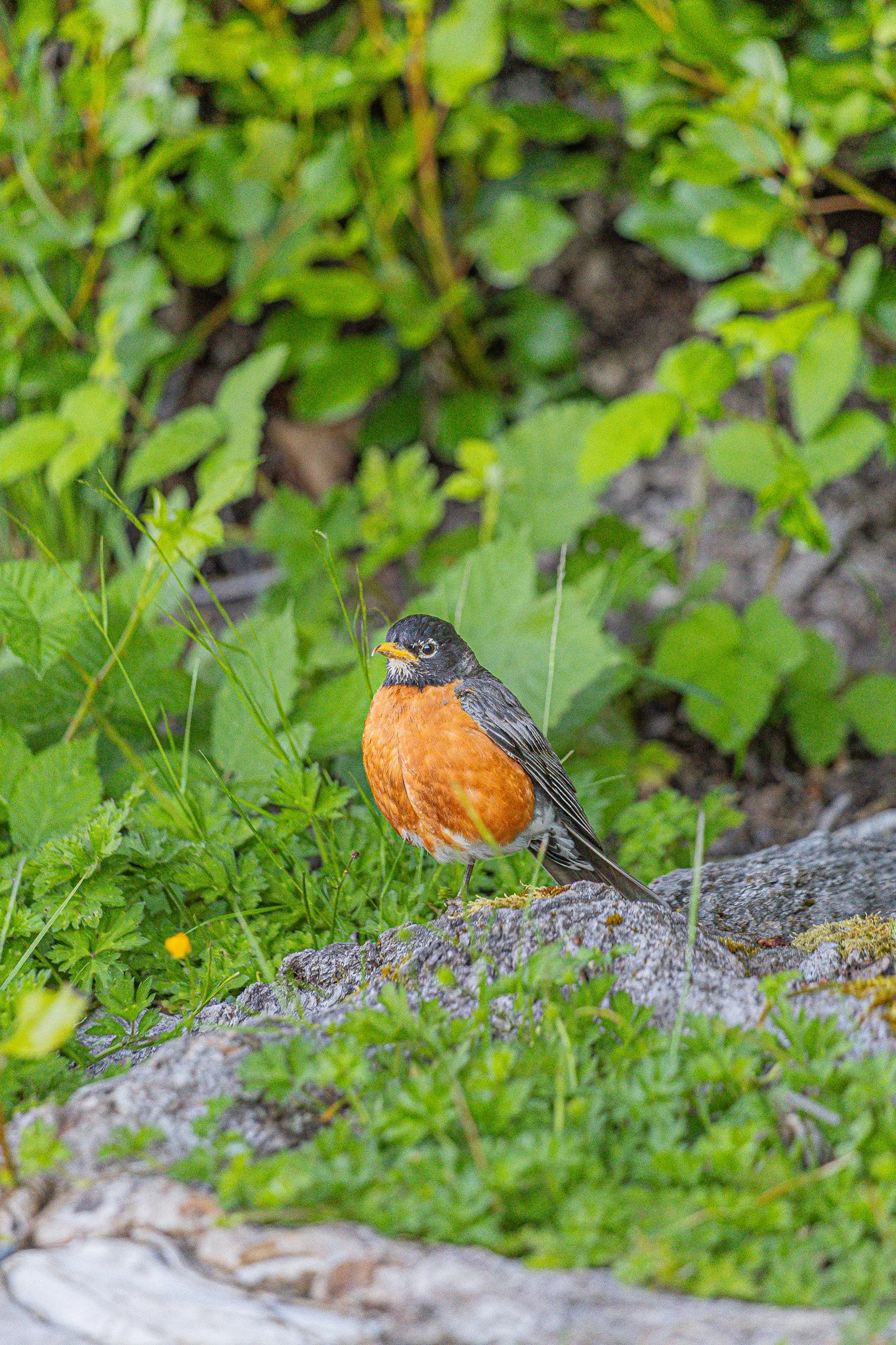 An American Robin bird standing on a rock surrounded by green foliage.
