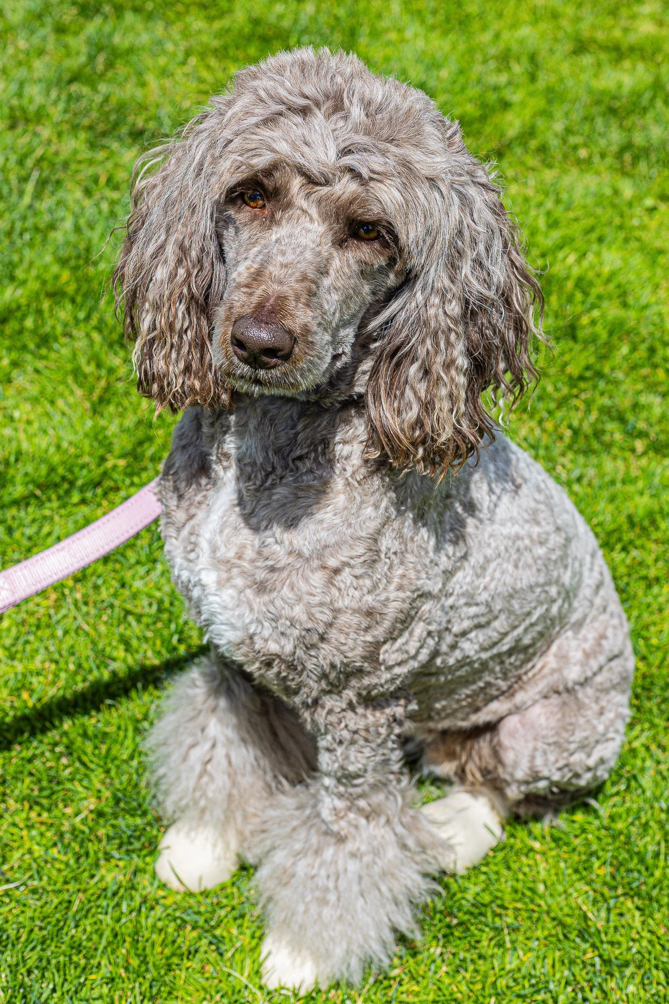 A dog with gray curly fur sitting on green grass, looking at the camera with a pink leash visible on its collar.
