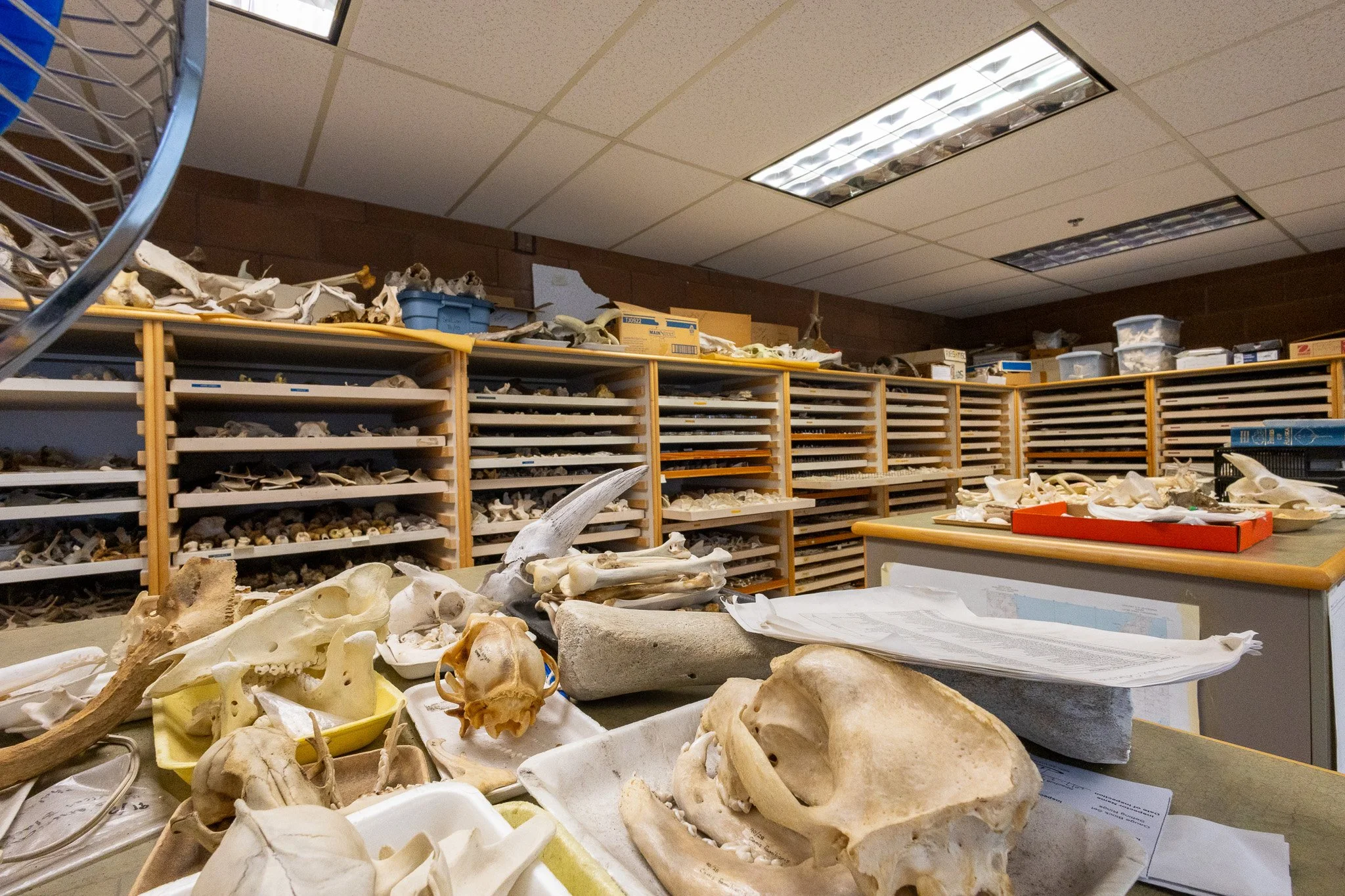 A collection of animal skulls and bones organized on shelves and scattered on tables inside a room with fluorescent overhead lights.