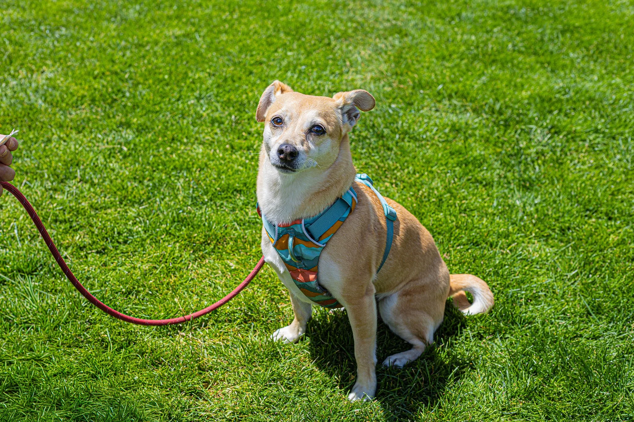A tan and white dog sitting on green grass, wearing a colorful harness and leash.