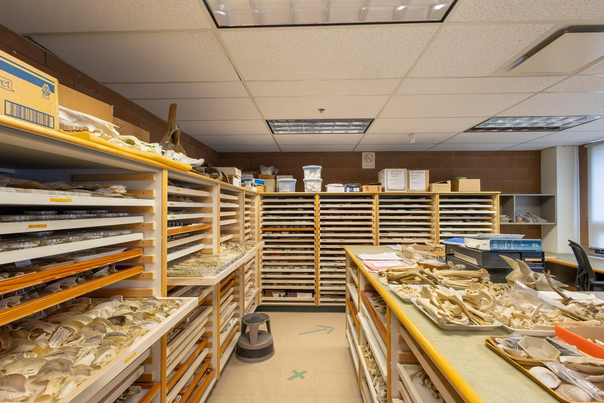 A room in a museum or educational institution with shelves containing numerous animal bones, skulls, and fossils, organized on multiple levels. There are labels and boxes on the shelves, a robotic or automatic vacuum on the floor, and a ceiling with 