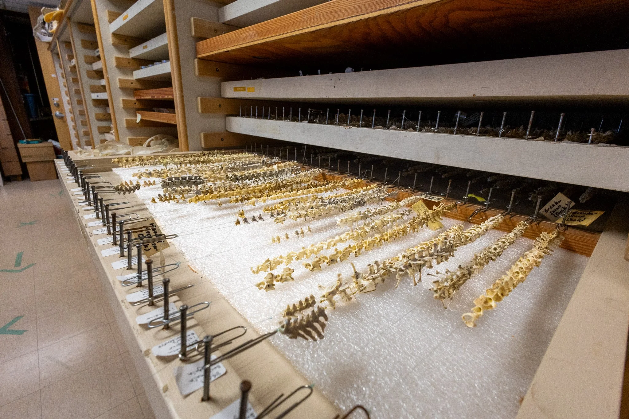 Rows of animal bones, possibly skulls, arranged on a flat surface in a laboratory or museum setting, with shelving units and labels in the background.