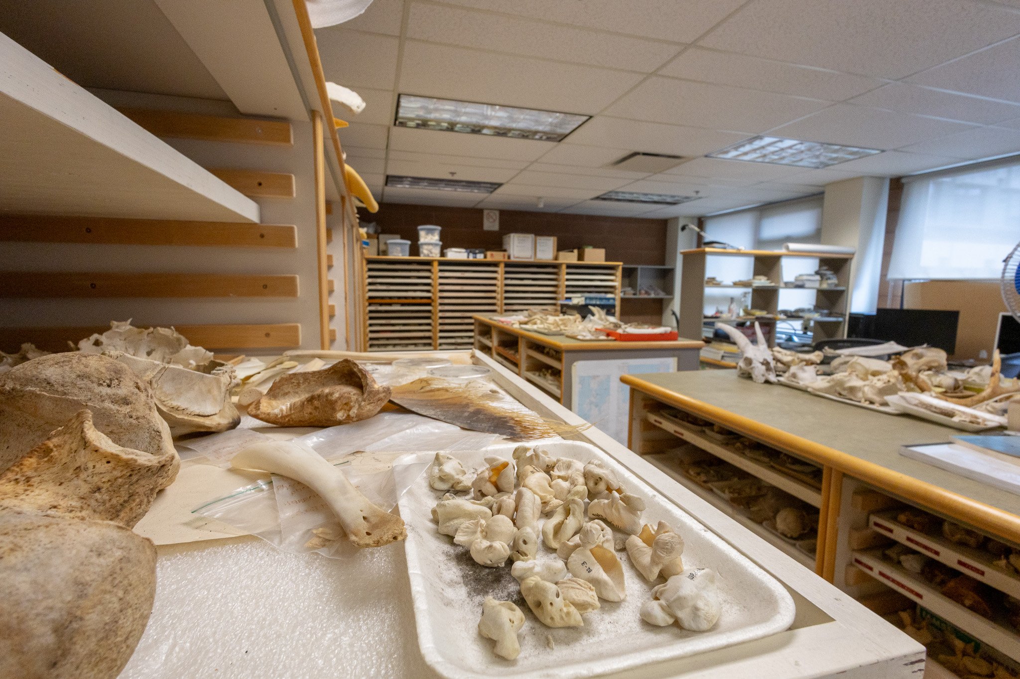 A workspace with various small animal bones and skulls laid out on a white foam surface, with shelves and cabinets in the background filled with containers and books.