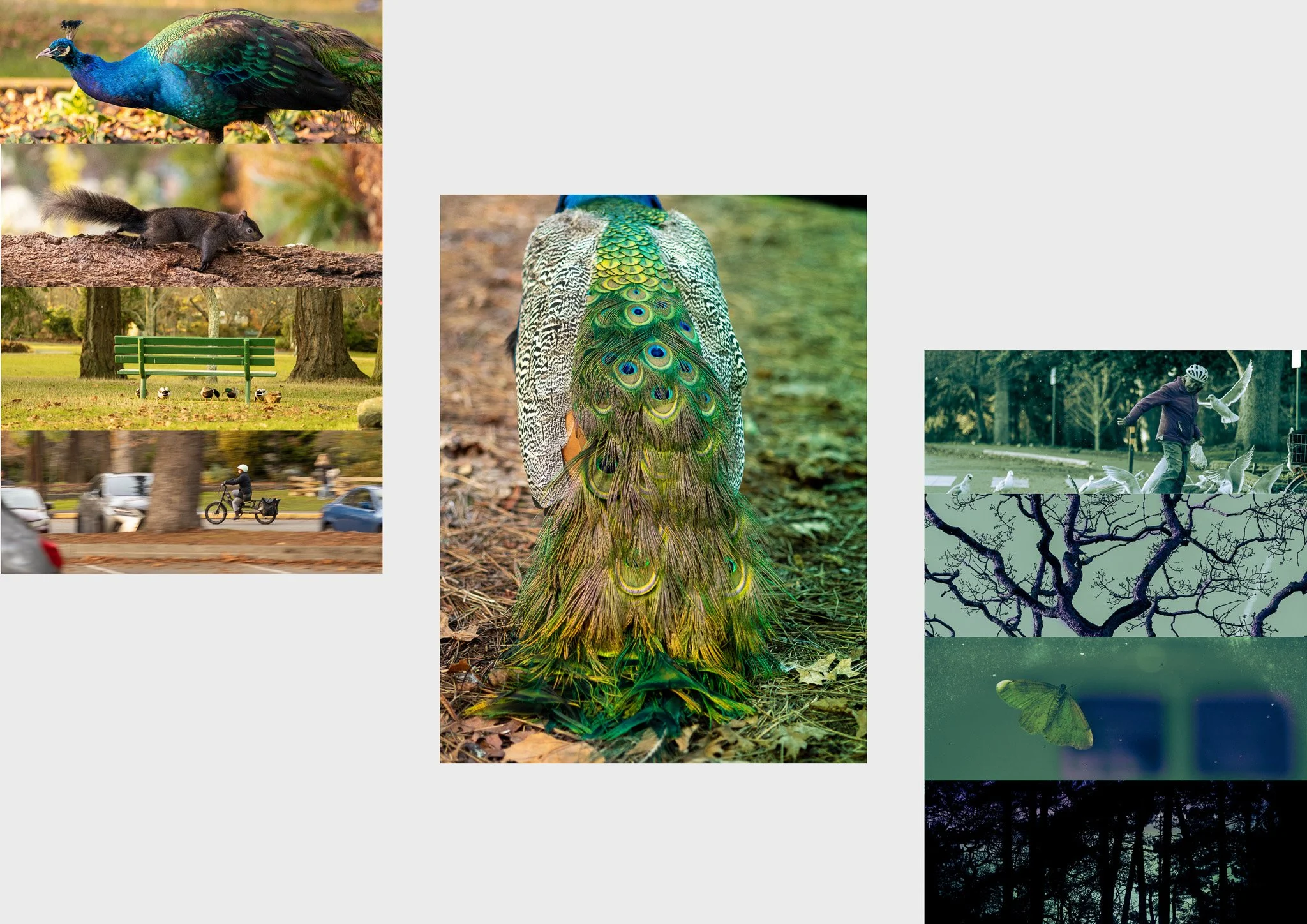 Combination of various natural scenes including a peacock displaying its tail, a squirrel on a tree branch, a cyclist riding through a park, trees with twisted branches, butterflies, and people feeding birds.