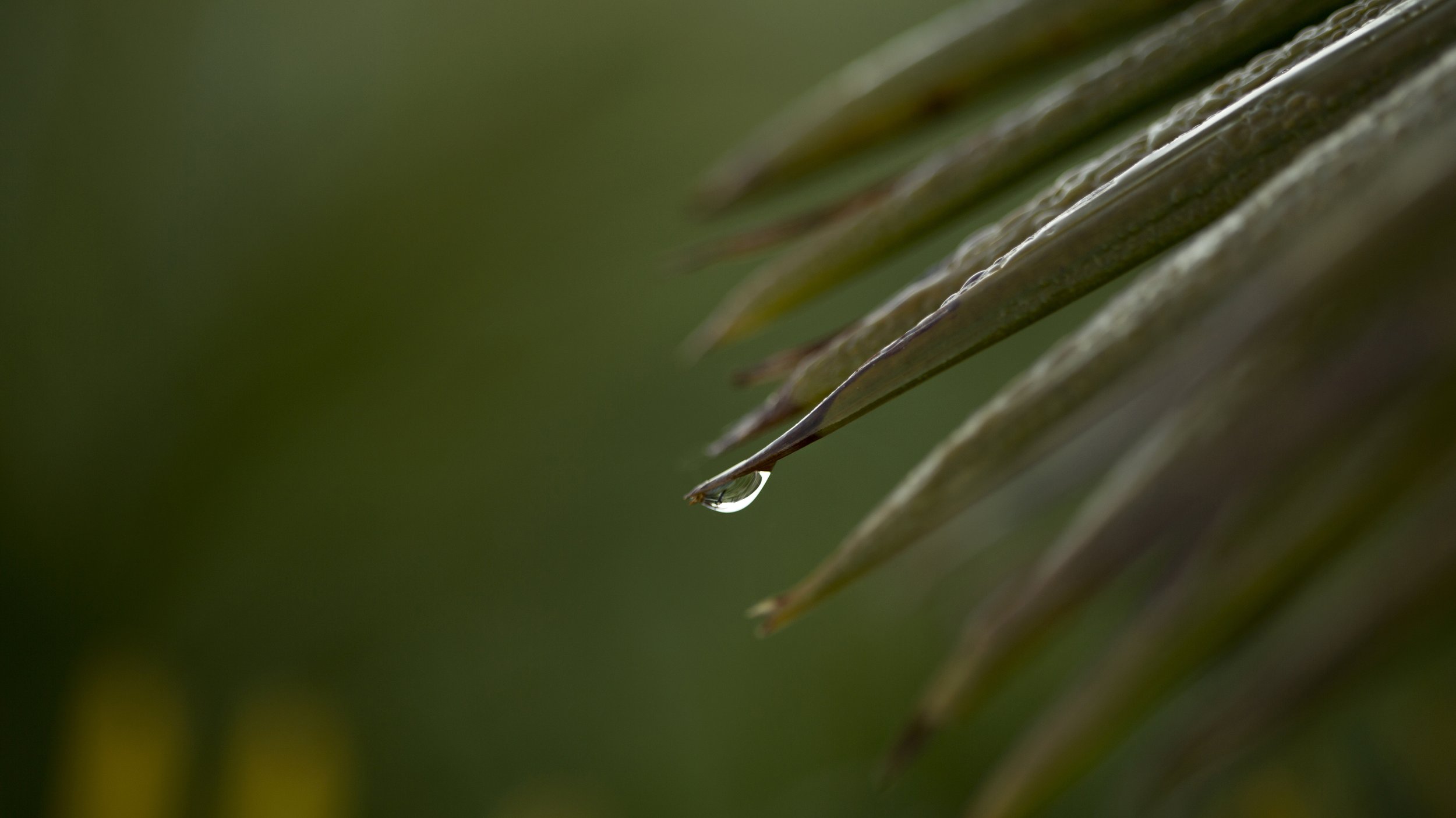 Close-up of palm with a single water droplet hanging from the tip.