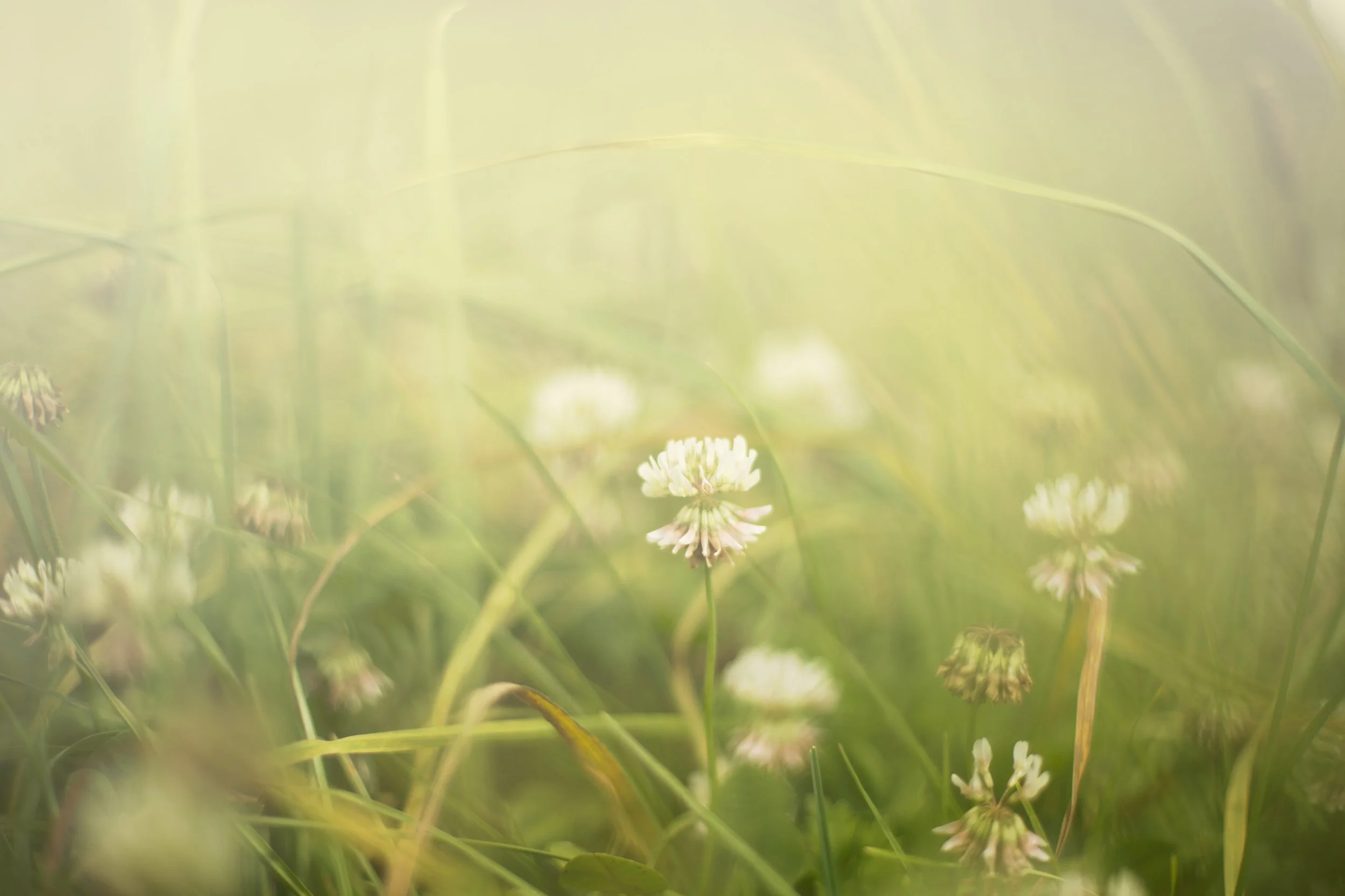 Flowers.jpg