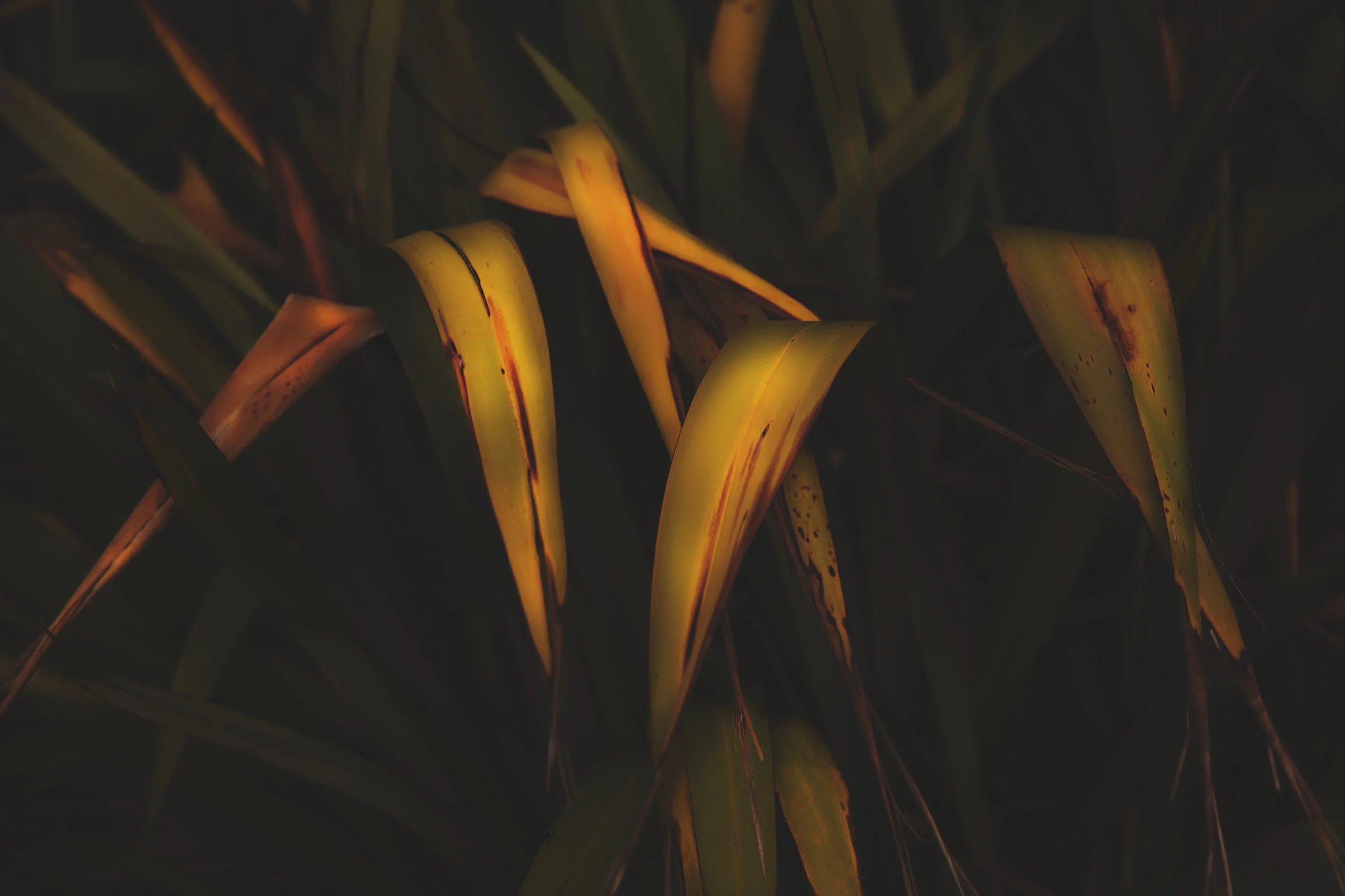 2V8A0987.jpg