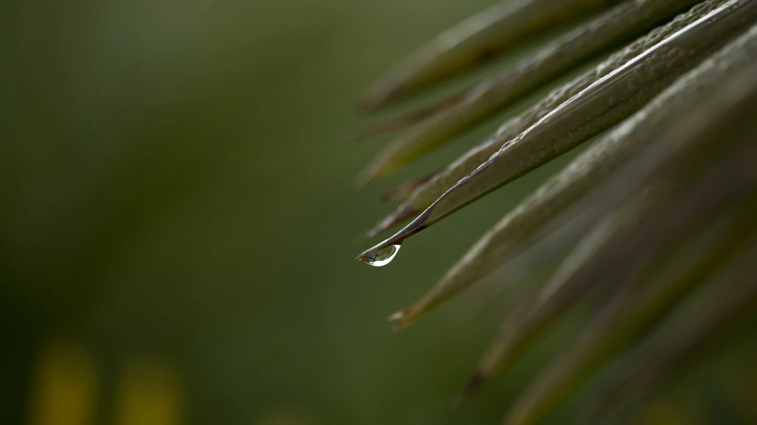 Palm droplet.jpg