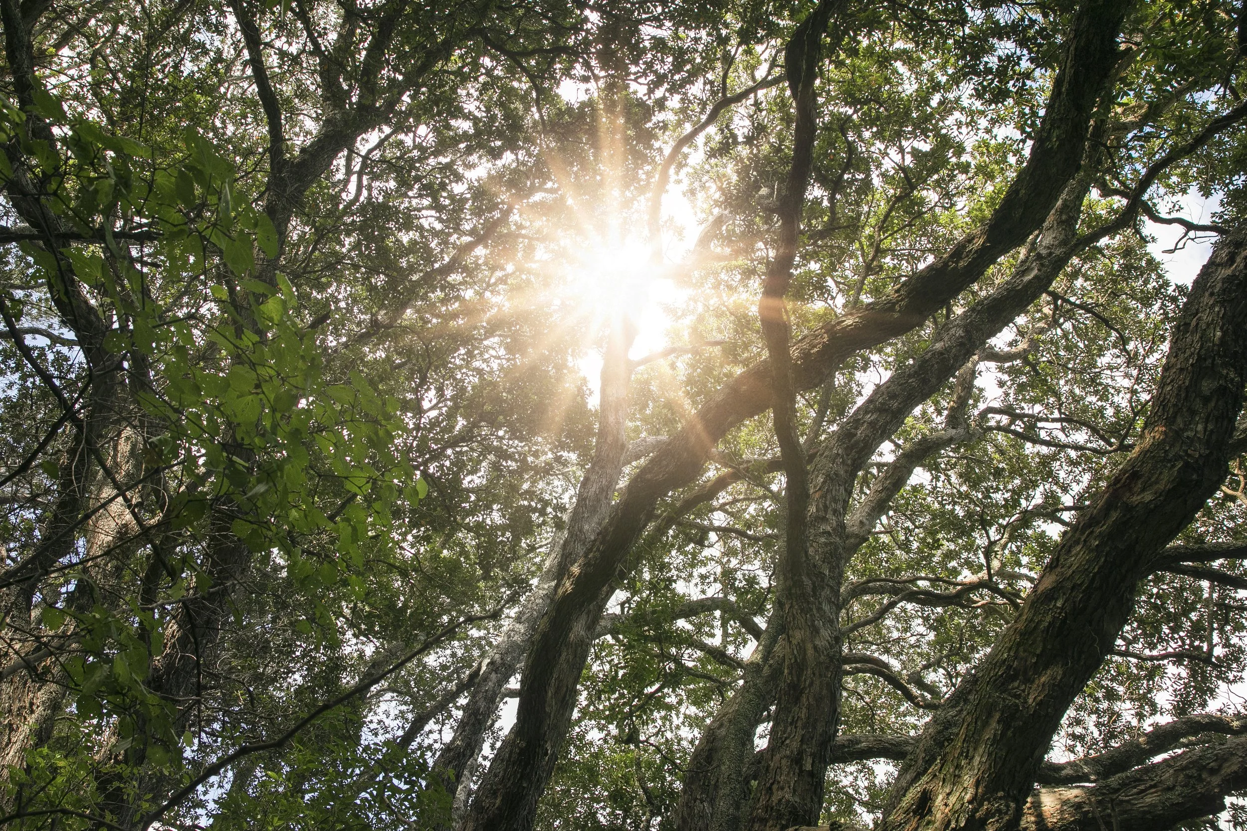 Sunlight filtering through the branches and leaves of a large tree in a forested area.