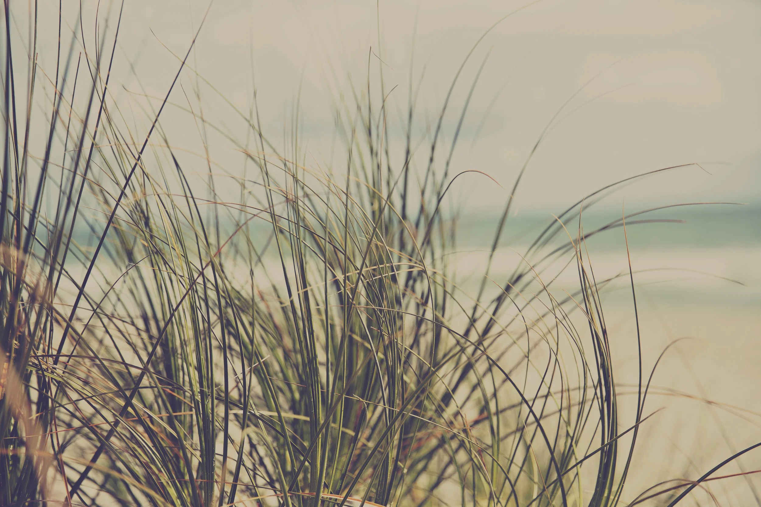 	

Papamoa Beach Dunes with ocean background.