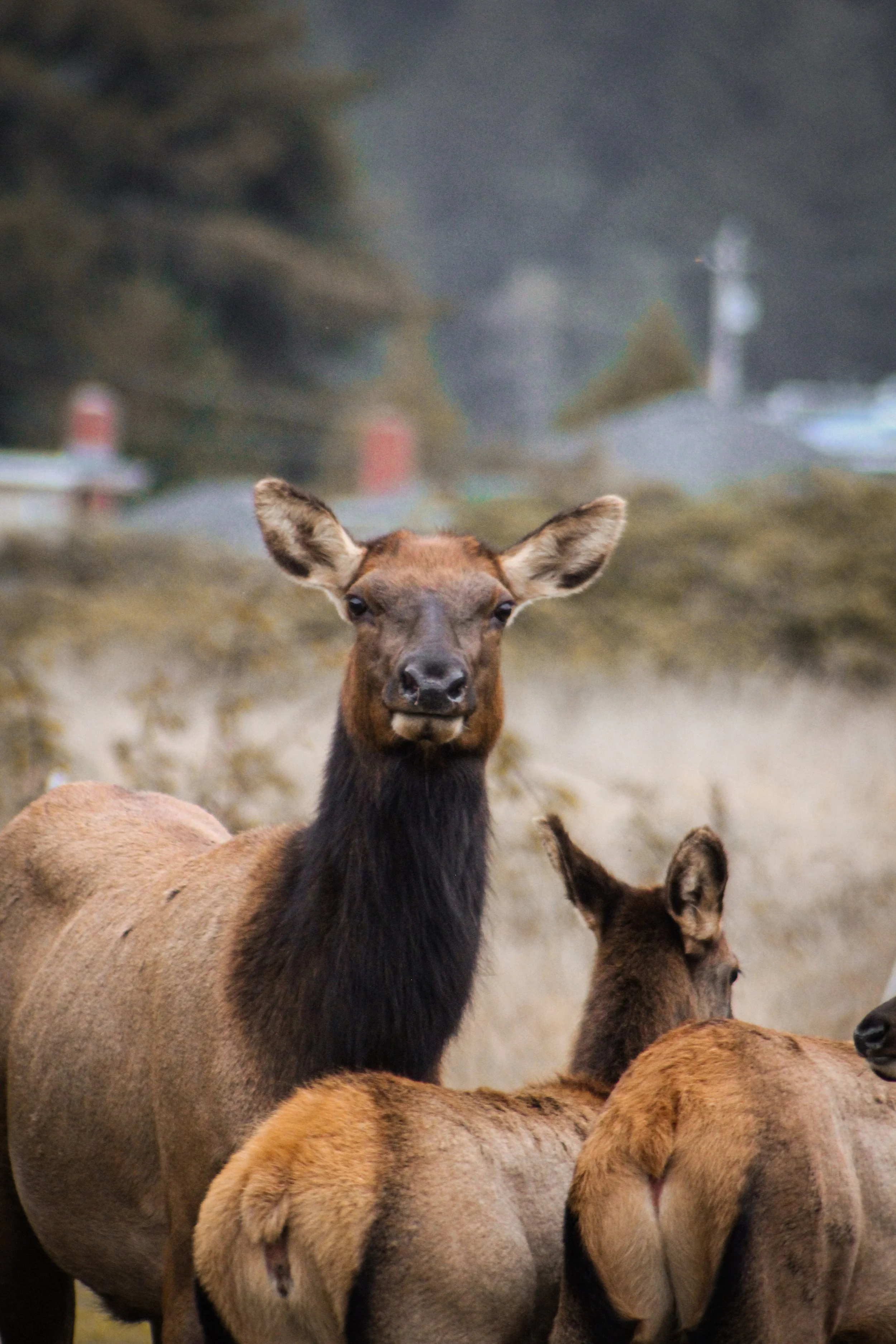 A group of elk, including a young calf, standing in a natural environment with trees in the background.