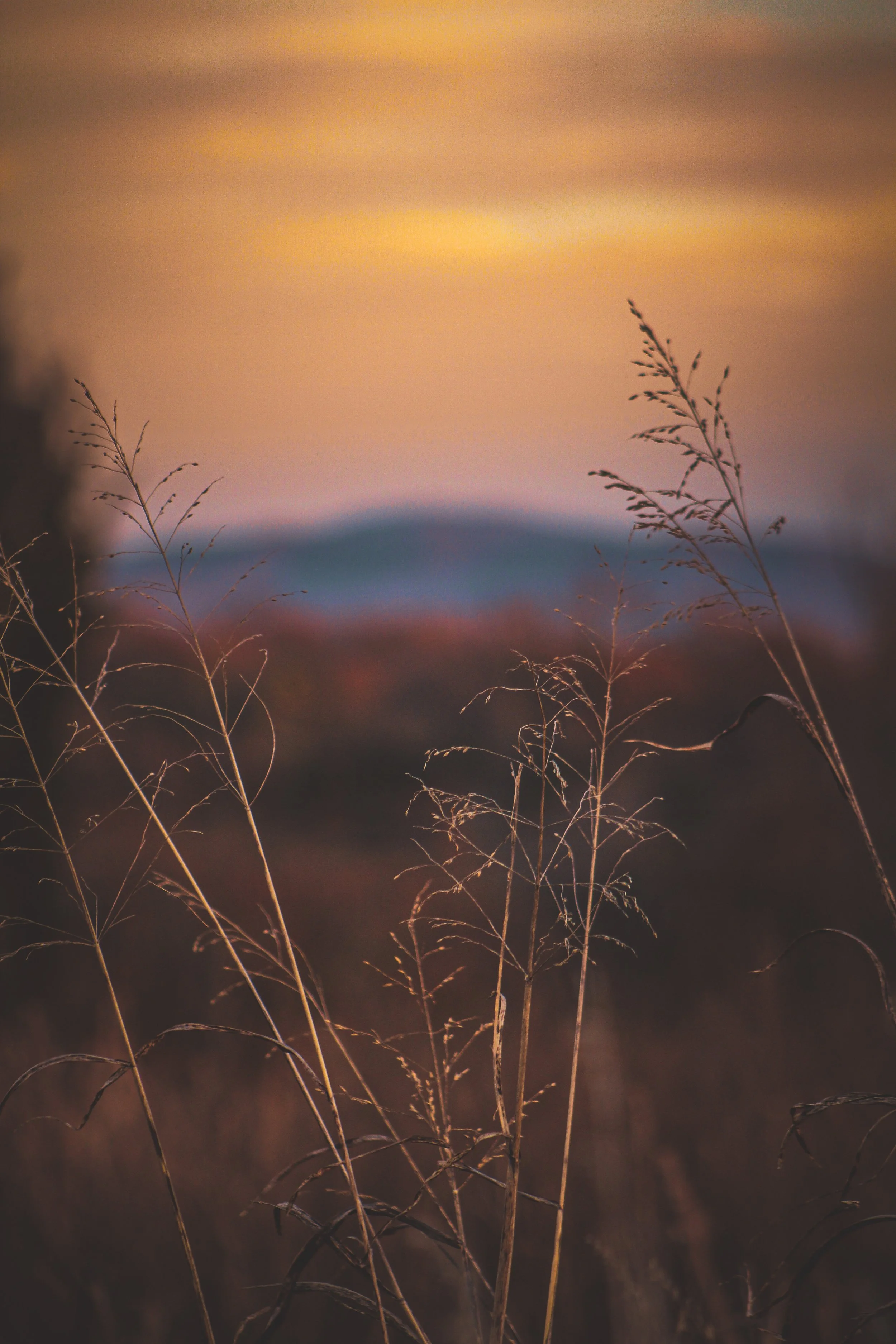 Close-up of tall, dried grass against a blurred sunset sky with shades of orange, pink, and blue in the background.