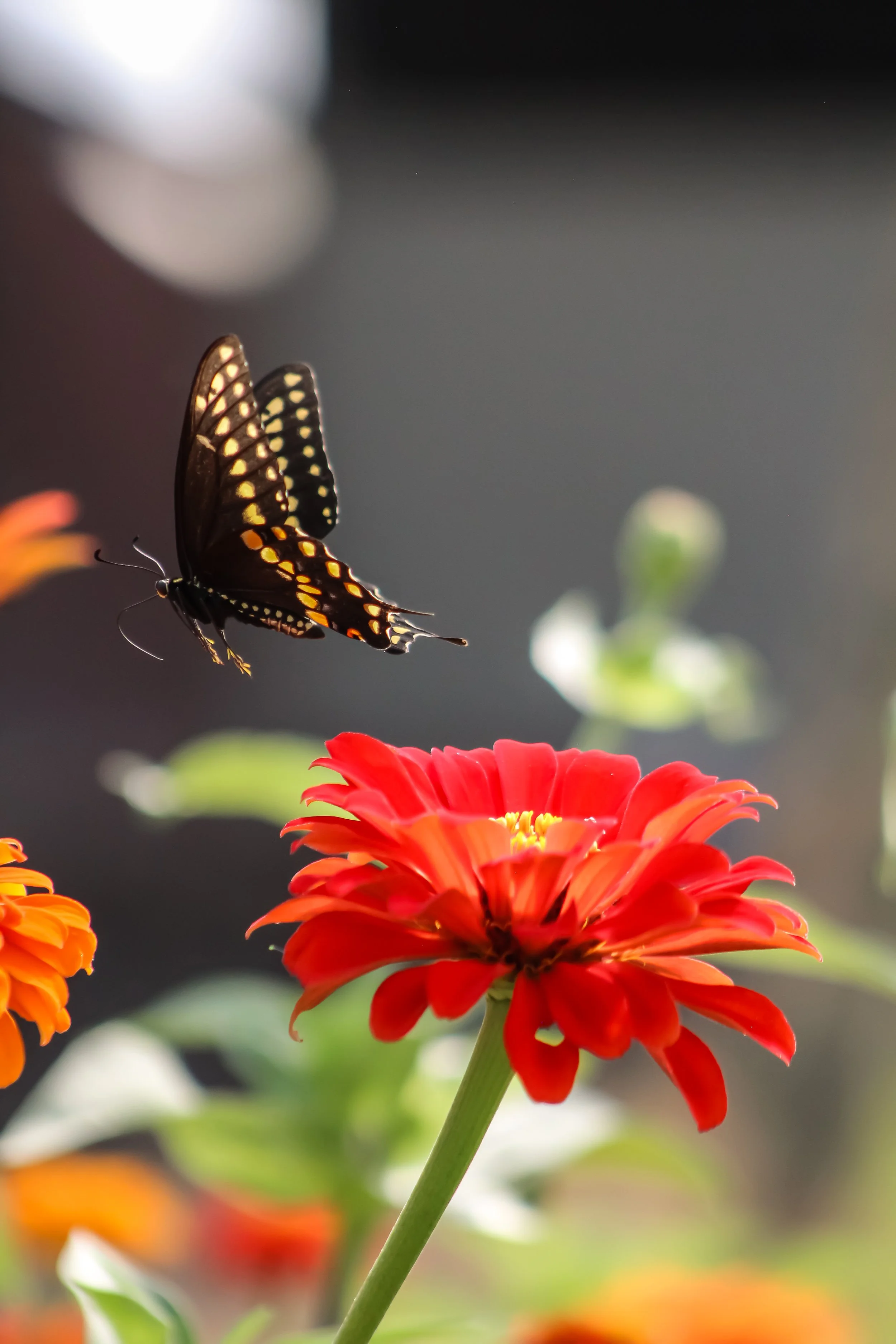 A black butterfly with yellow and orange spots on its wings resting on an orange marigold flower.