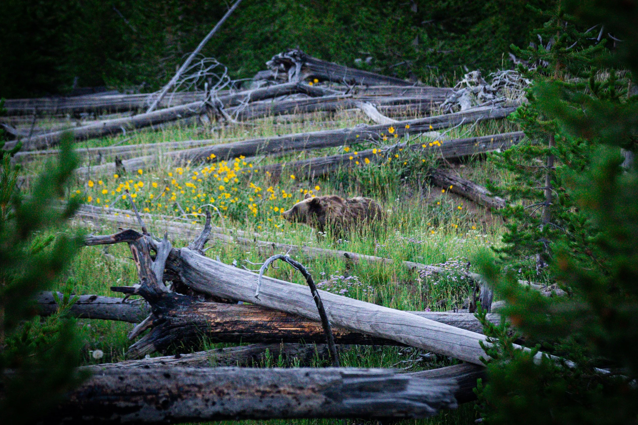 A forest scene with fallen trees, green foliage, yellow wildflowers, and a bear walking through the grass.