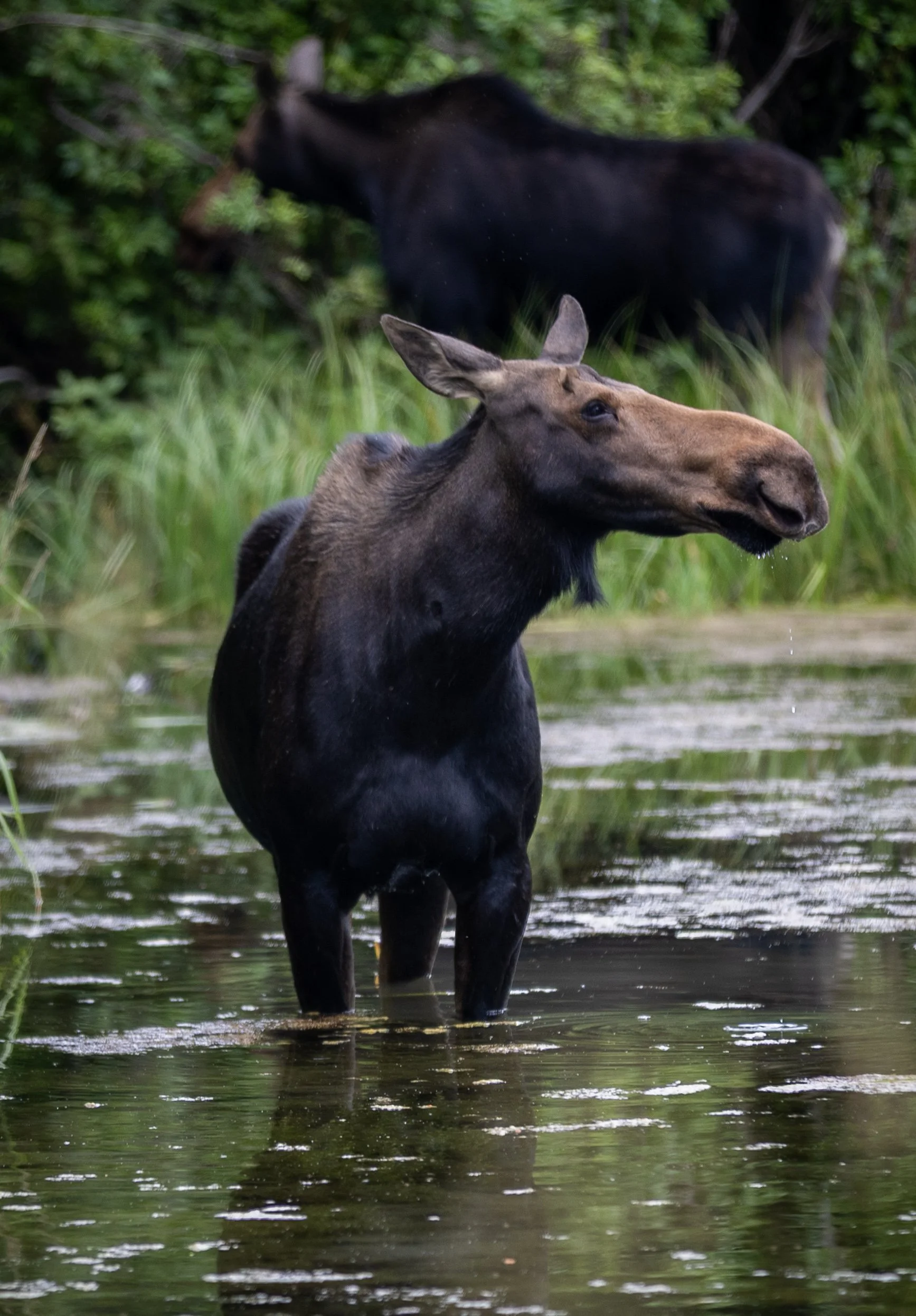 A moose standing in shallow water with greenery in the background.