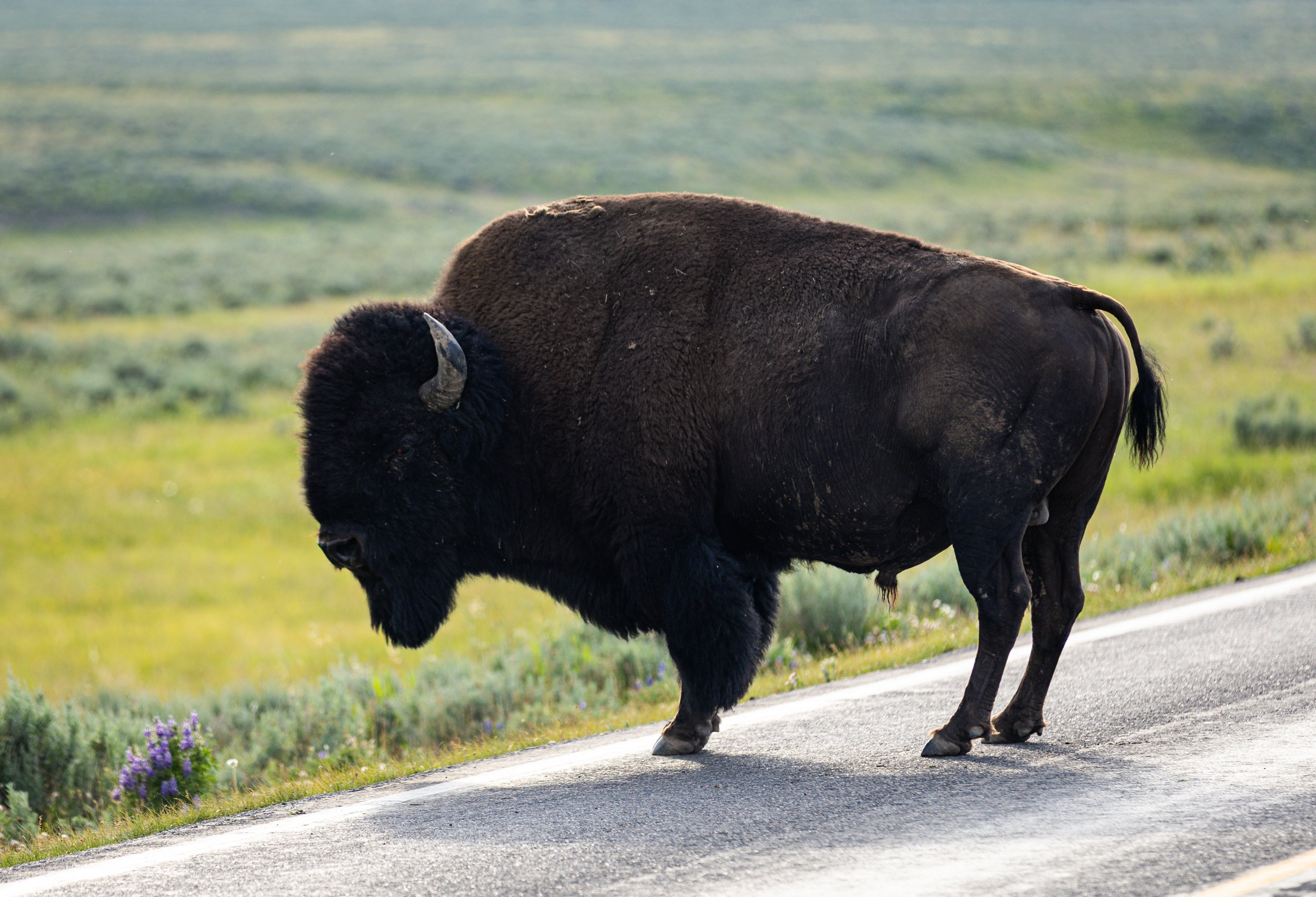 A large, dark brown bison standing on the side of a paved road in a grassy, open field with purple flowers, under a cloudy sky.