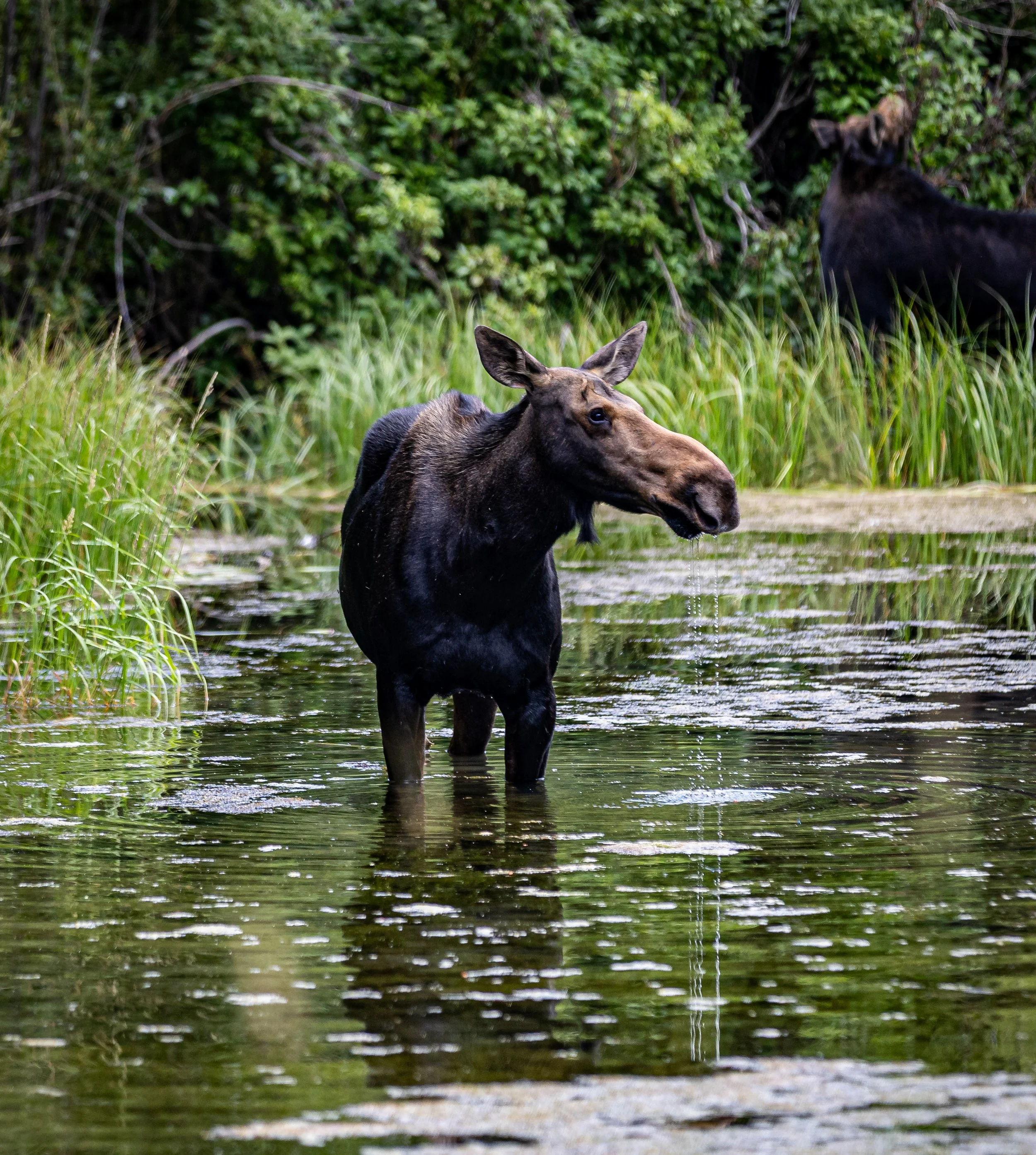 A young moose standing in a shallow forest stream surrounded by grass and green bushes.