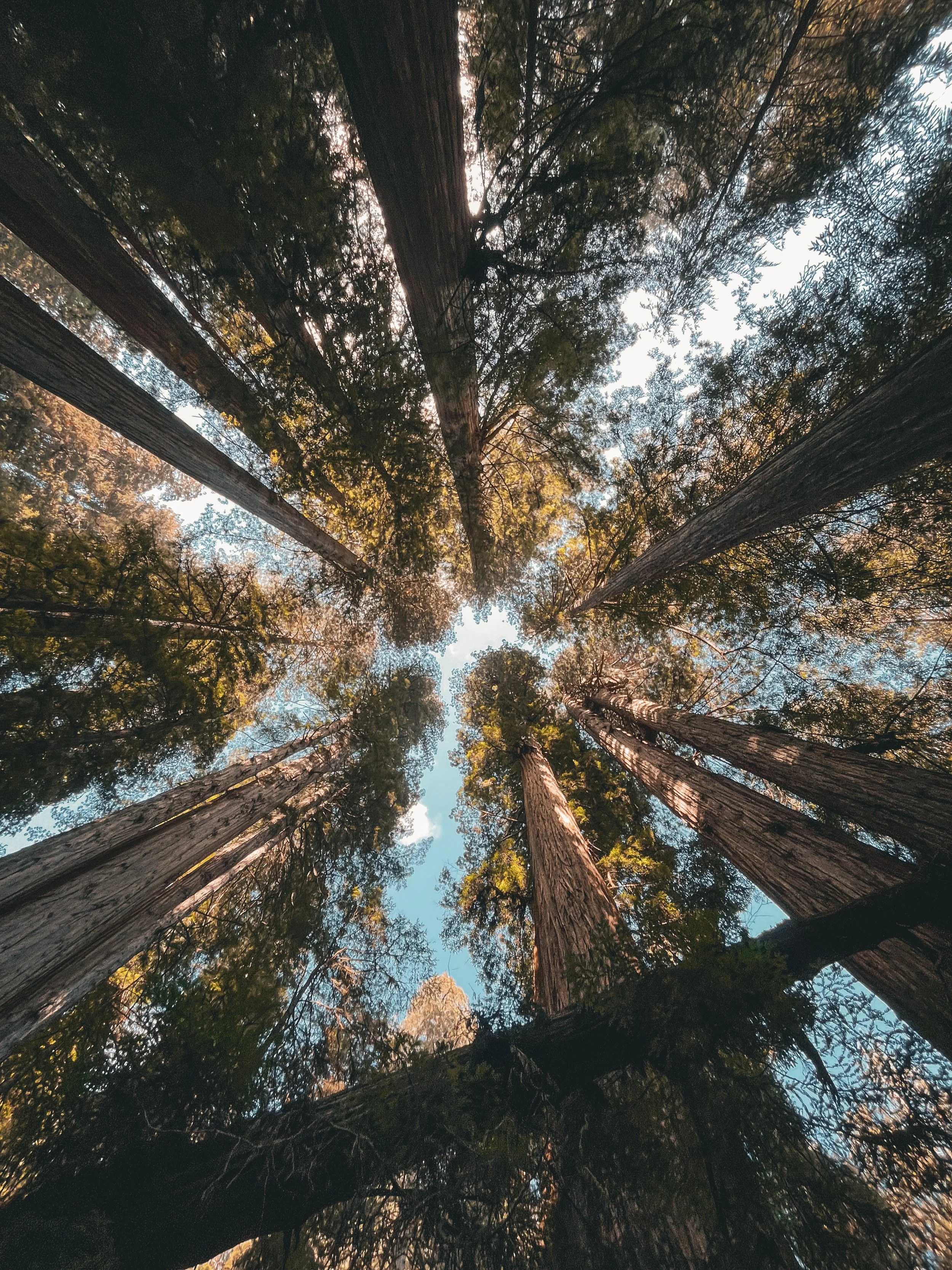 A view looking up at tall redwood trees with dense green foliage and a partly cloudy sky visible through the treetops.