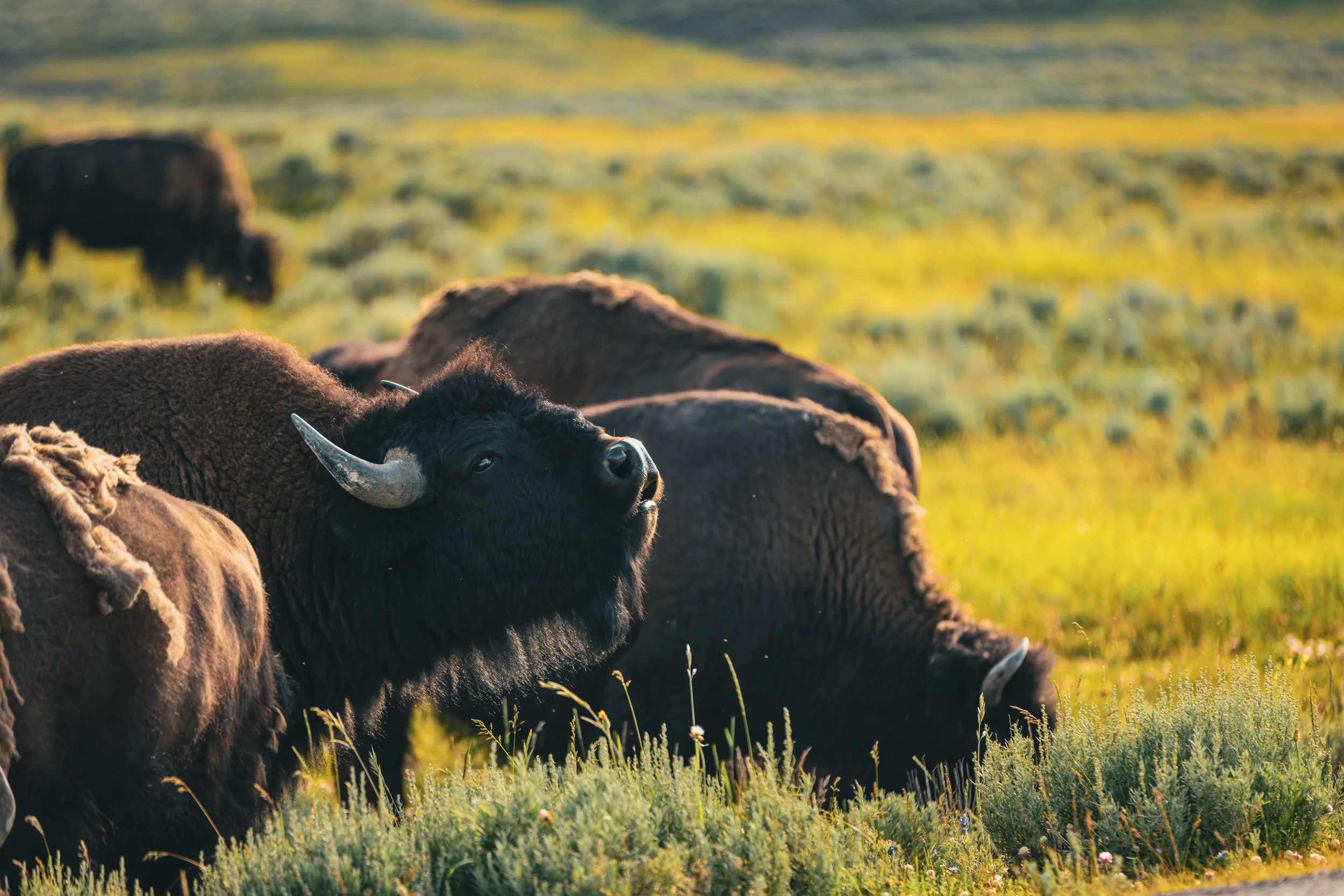 A group of bison grazing in a grassy field during sunset.