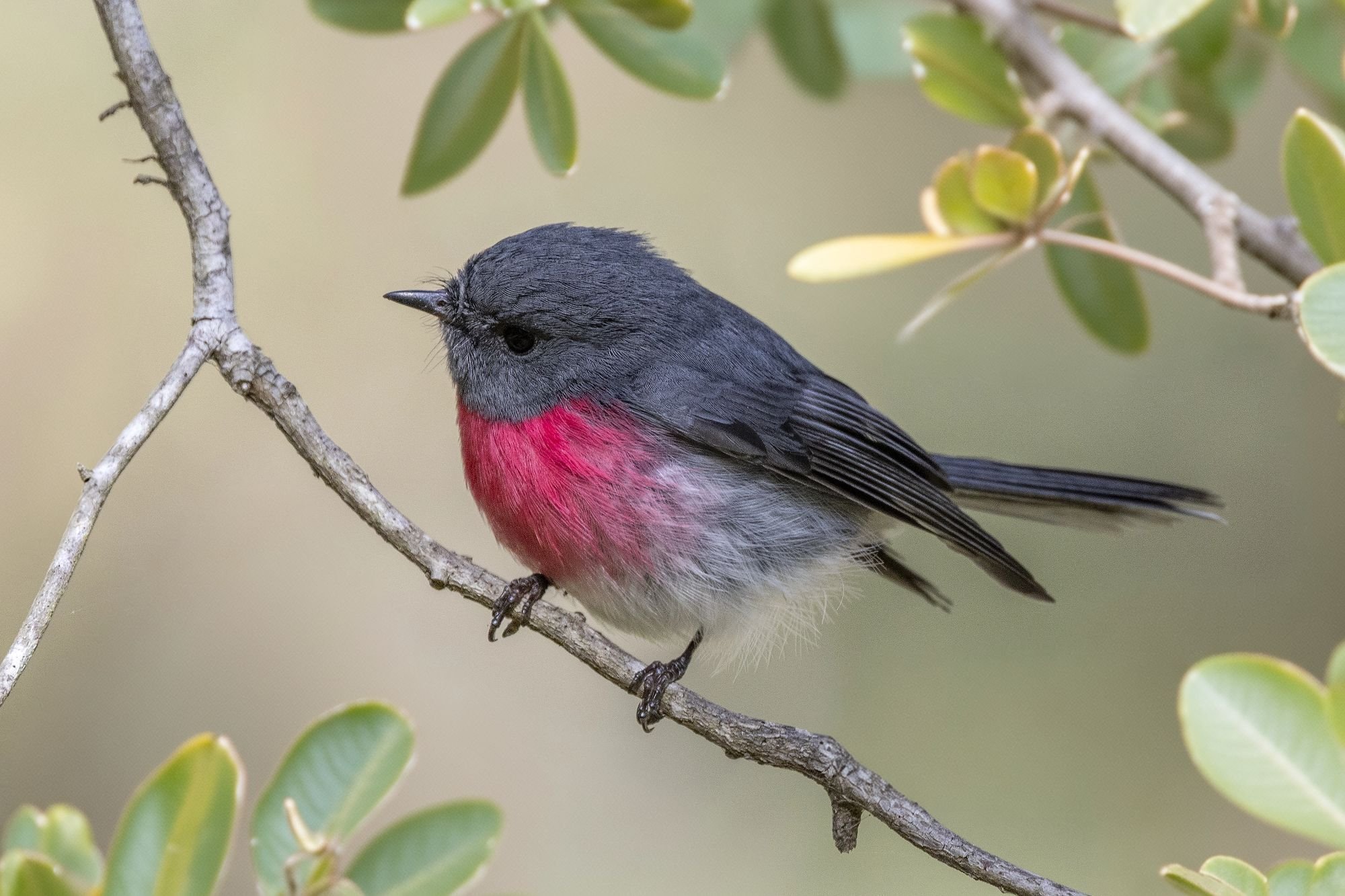 A small rose robin bird with dark gray and  deep pink plumage perched on a thin, brown branch among green leaves.