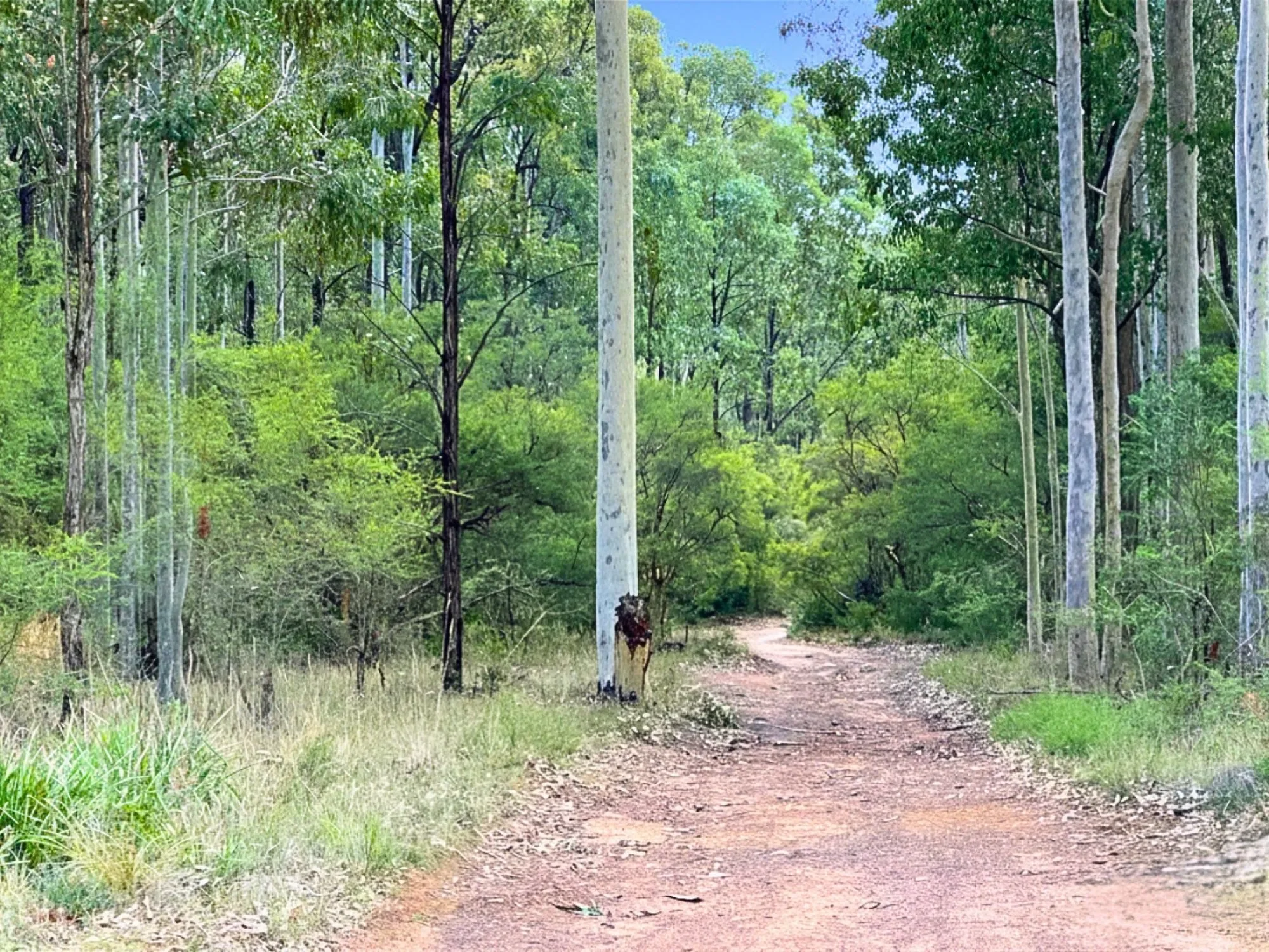 Trail entrance to Werakata National Park with tall green trees on either side and a clear blue sky above.