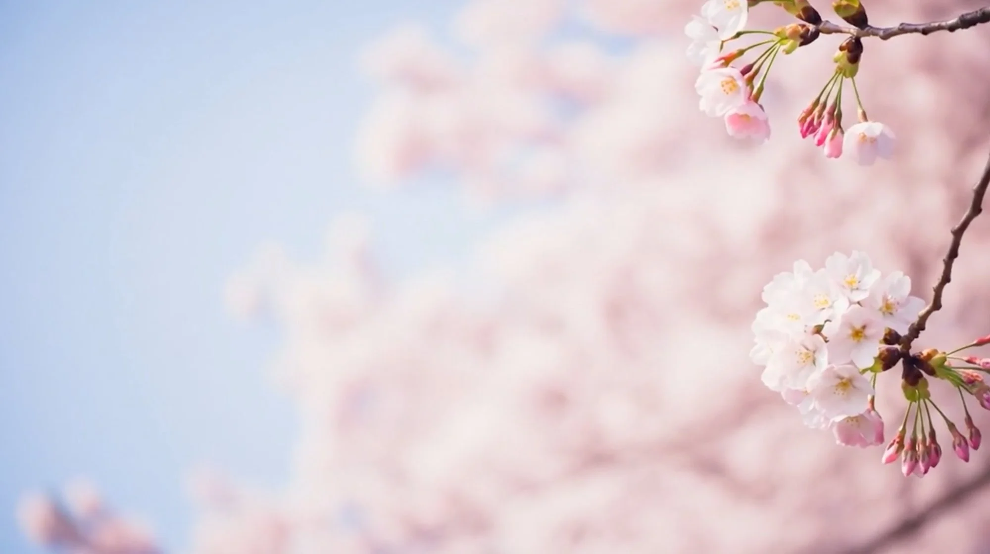Blossoms-fallback-desktop.jpeg
