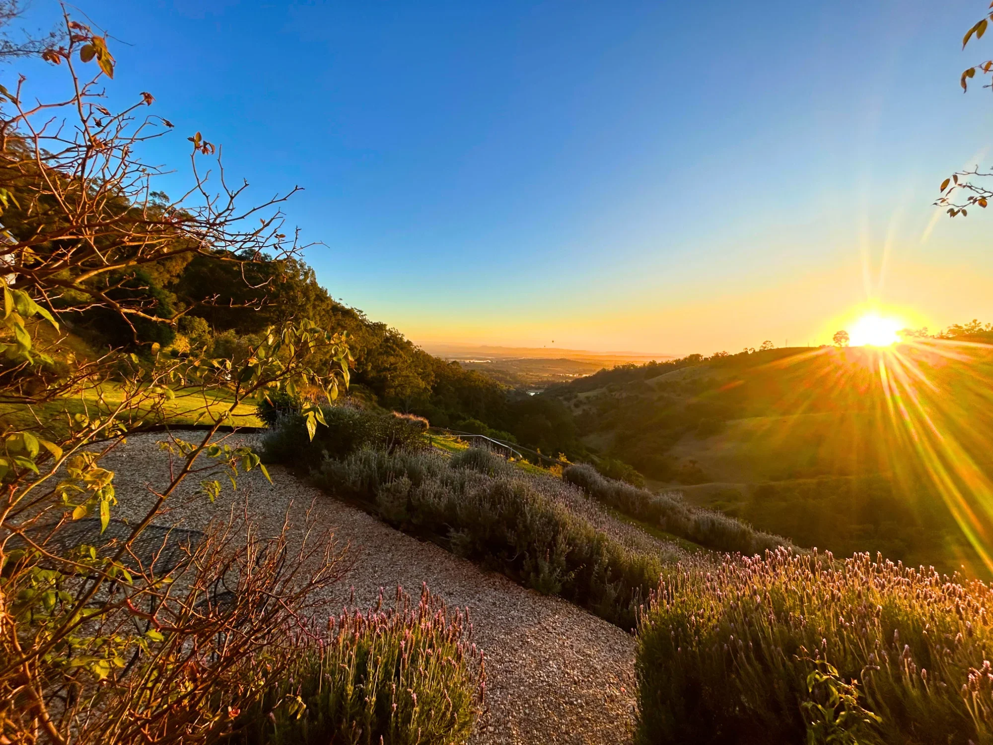 A scenic view of a sunset over rolling hills in the Hunter Valley, with a clear blue sky, trees in the foreground and lush green vegetation along the hilltops.