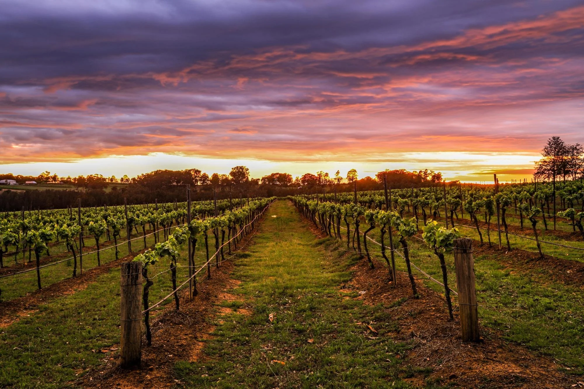 Hunter Valley Vineyard rows during sunset with colourful sky and clouds
