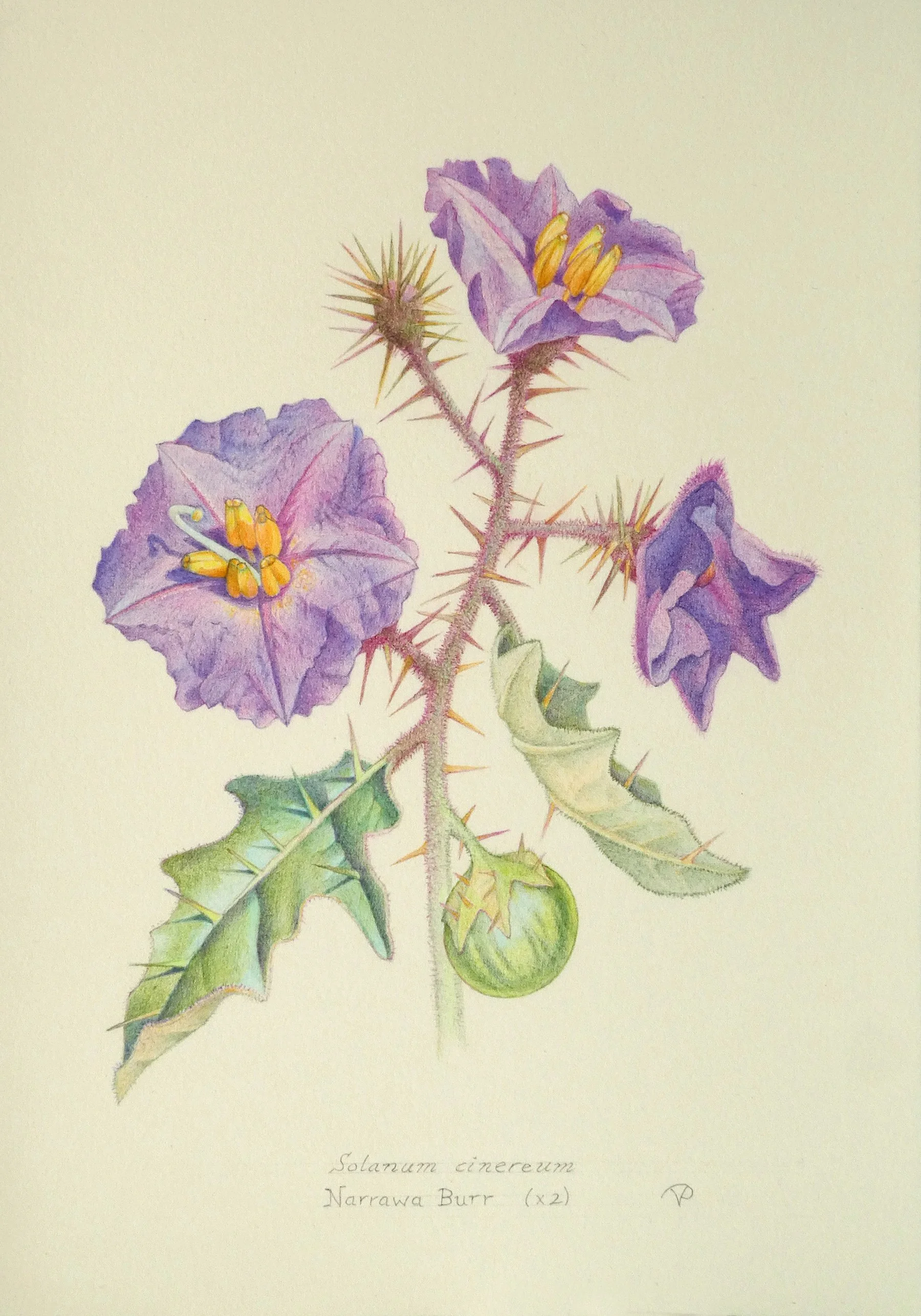 Drawing