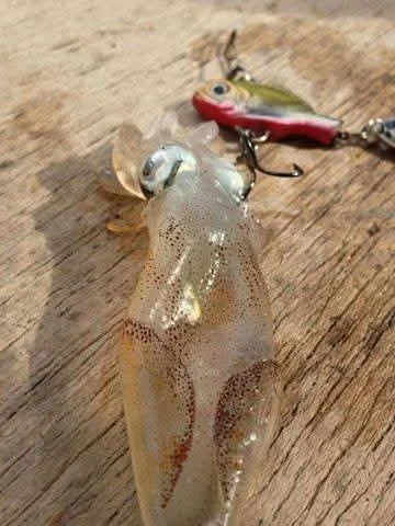 A small squid attached to a fishing lure on a wooden surface.