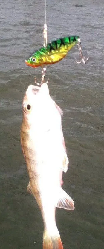 A fish hanging from a fishing line with a colorful lure above it, over a body of water.