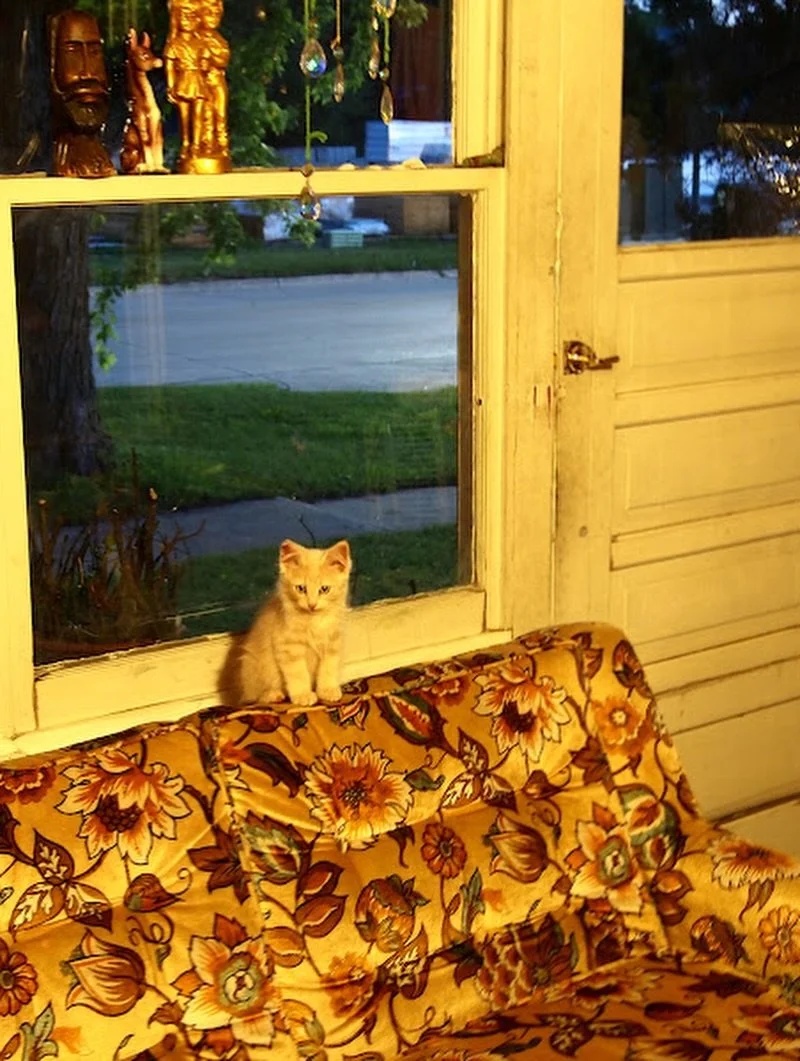 Blueberry I will miss da crap outta you <\3. My guide, my family&rsquo;s familiar.  You saved your last meows for us and ty for that. The raddest road dawg and camper, high plains drifter, desert dweller and city boy there ever wuz.  Rest in power