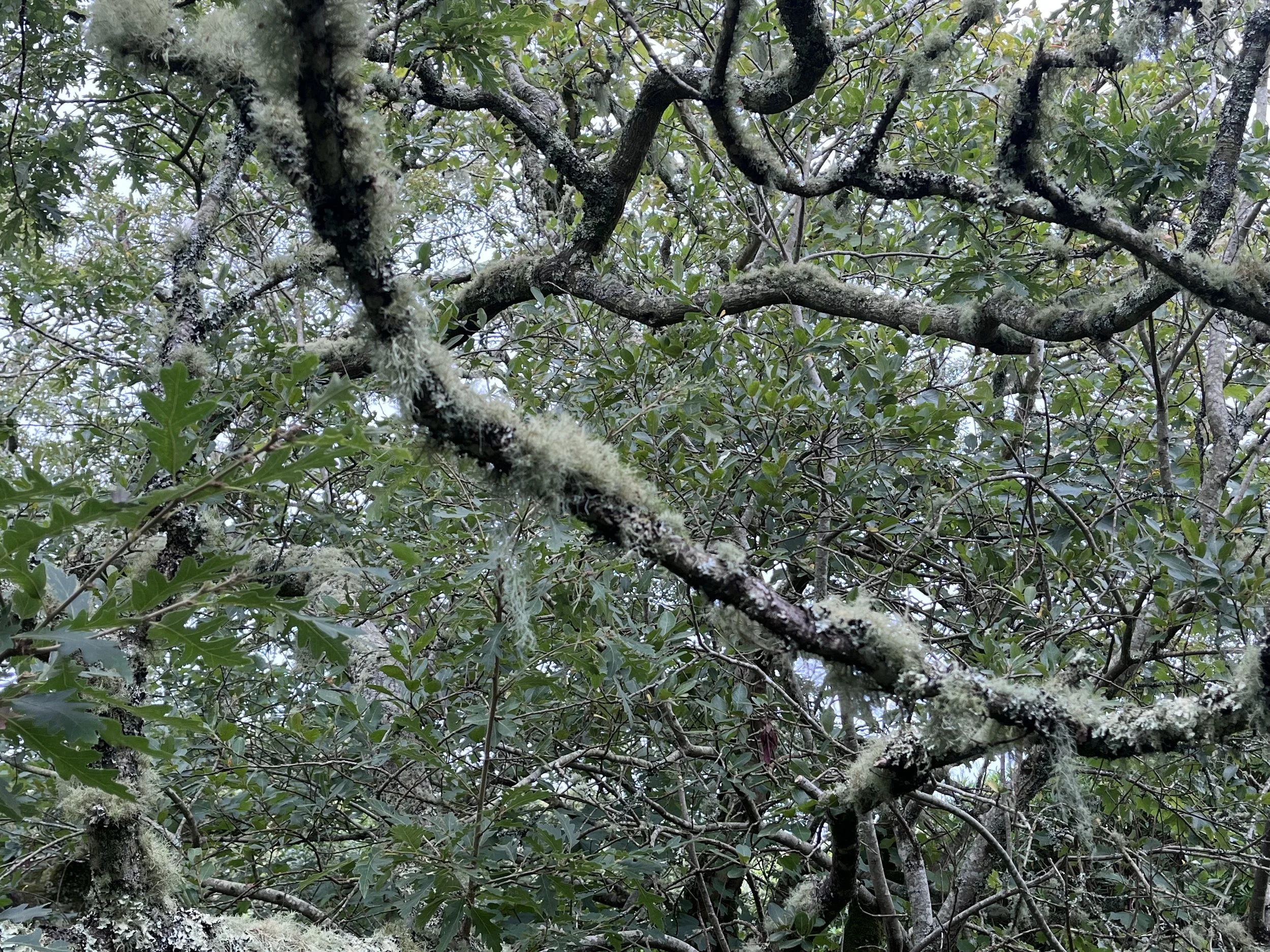 A view of tree branches covered with moss and lichen, with green leaves and a partly cloudy sky in the background.