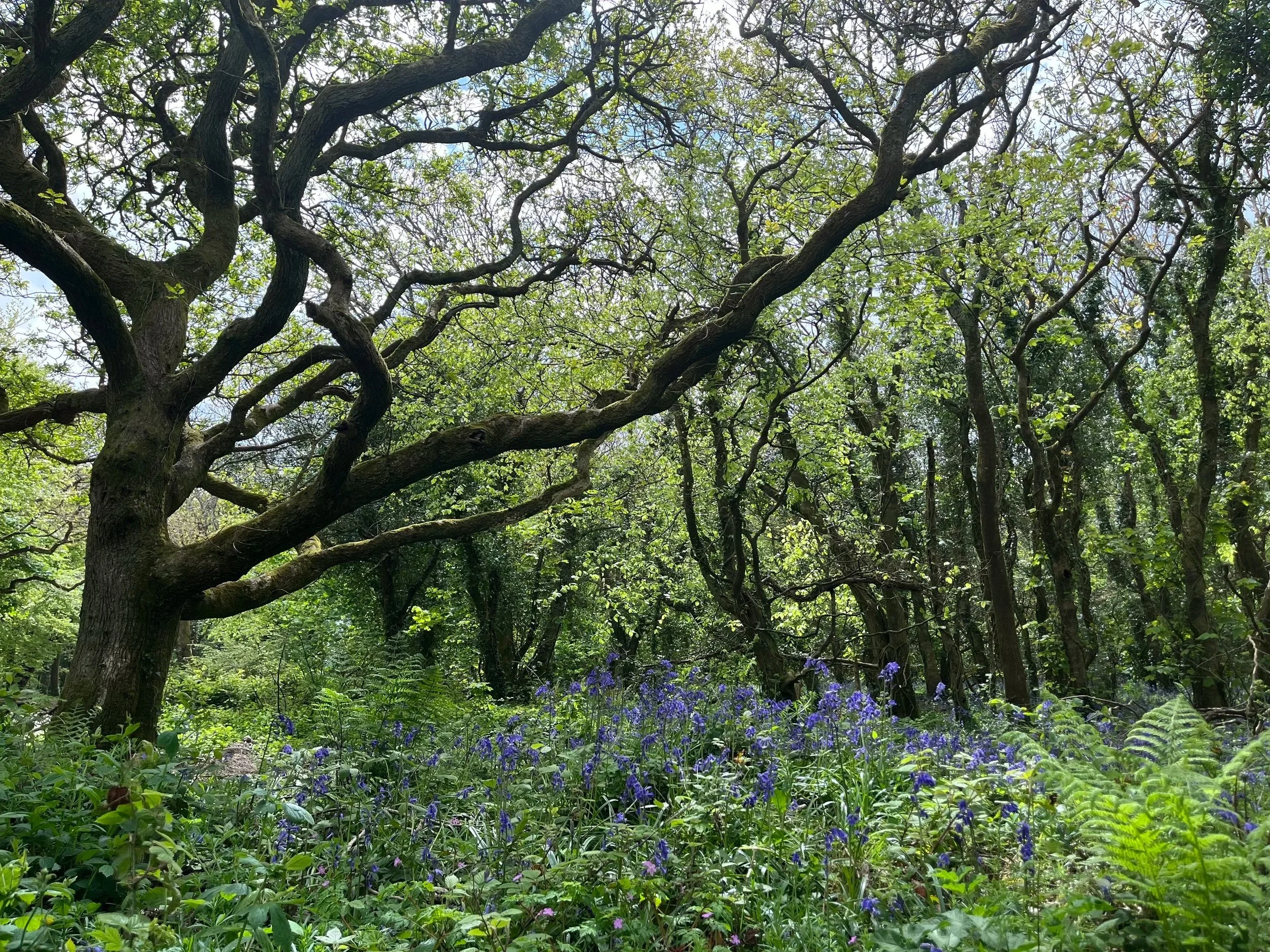 A lush green forest with tall trees, green leaves, and a patch of blue and purple flowers on the forest floor.