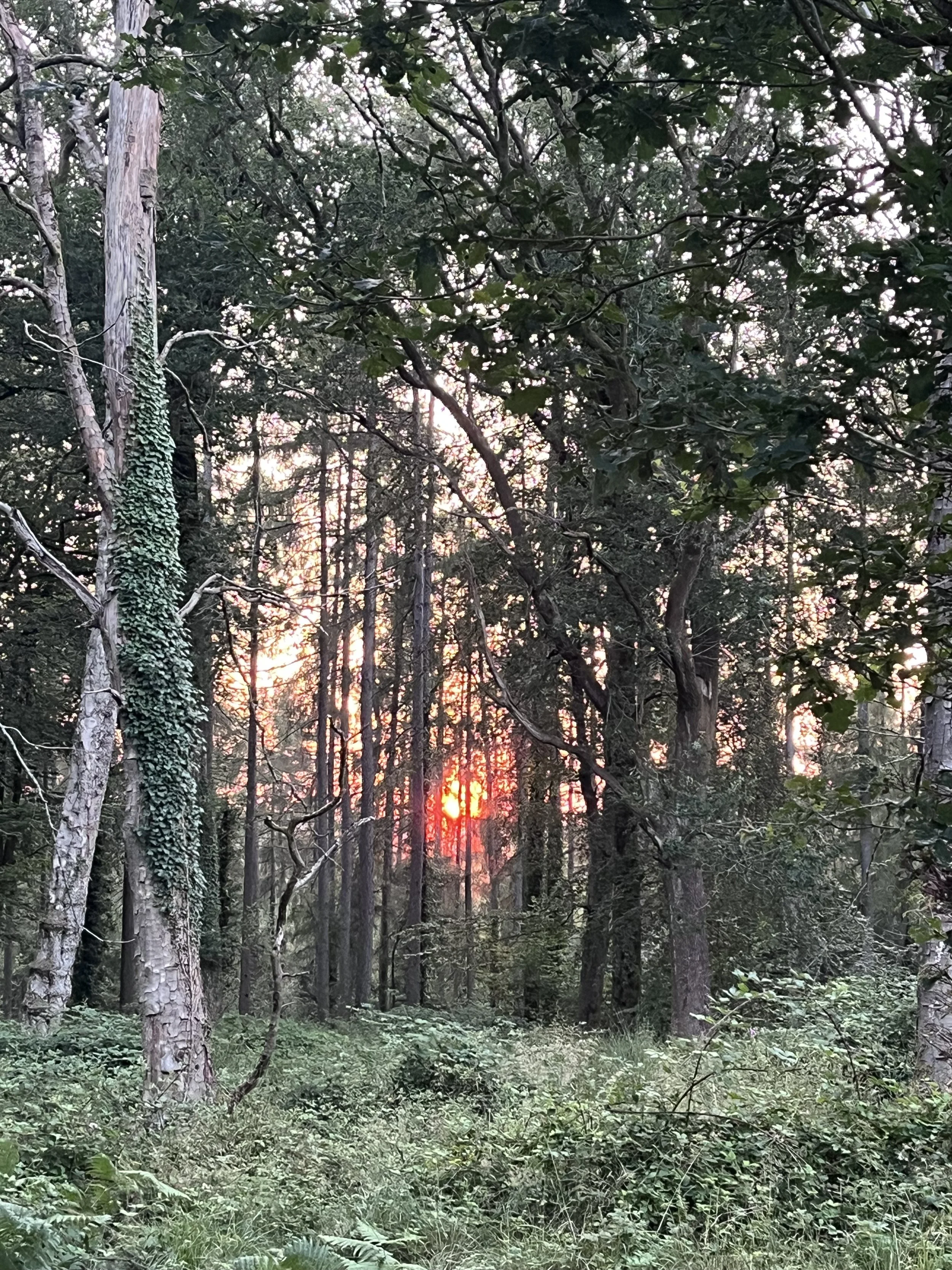 A forest scene at sunset with tall trees and dense green foliage, sunlight filtering through the trees, and the forest floor covered with grass and plants.