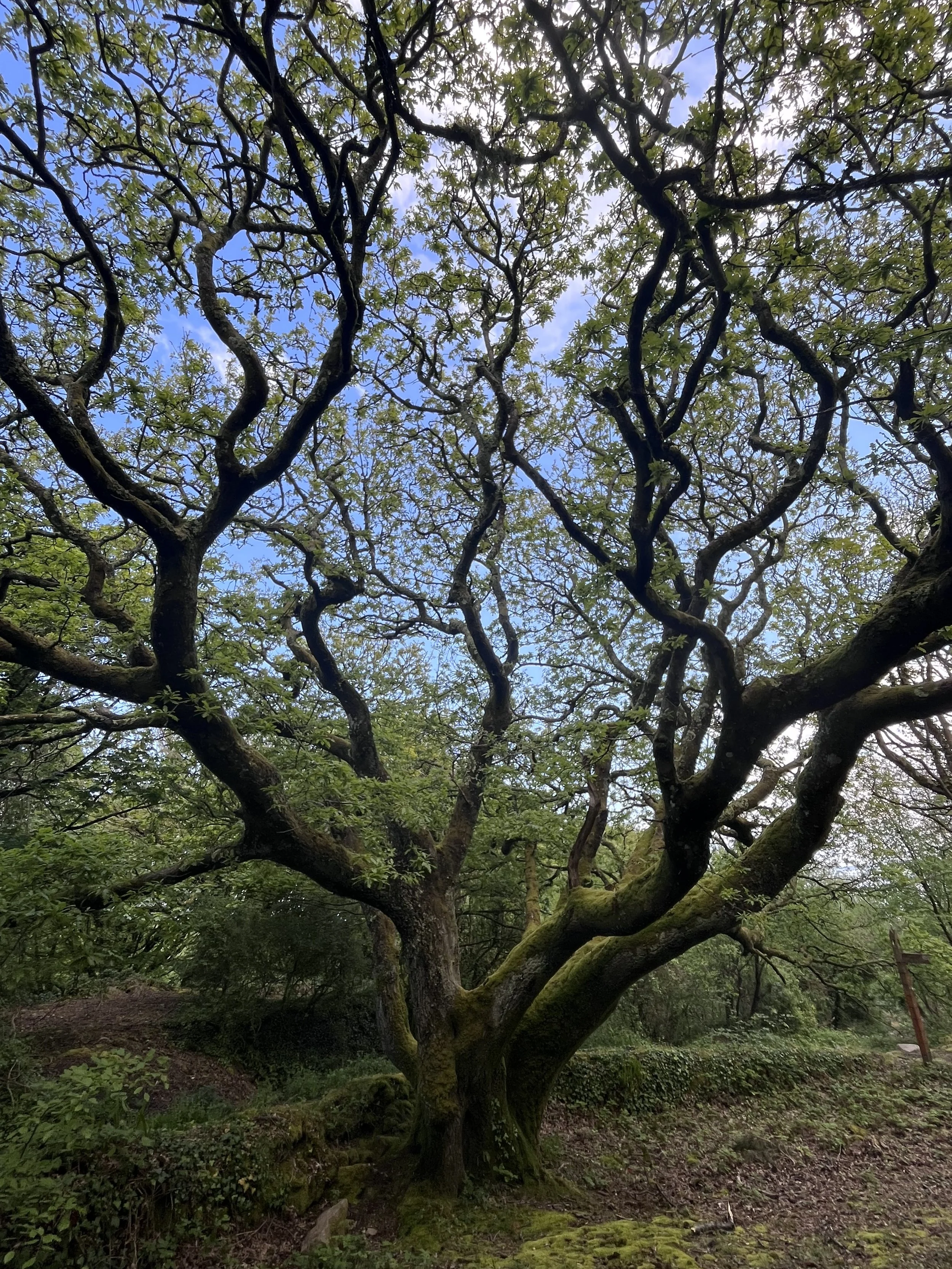 A large tree with twisted branches covered in green moss and small green leaves, set in a forested area with overcast sky visible through the branches.