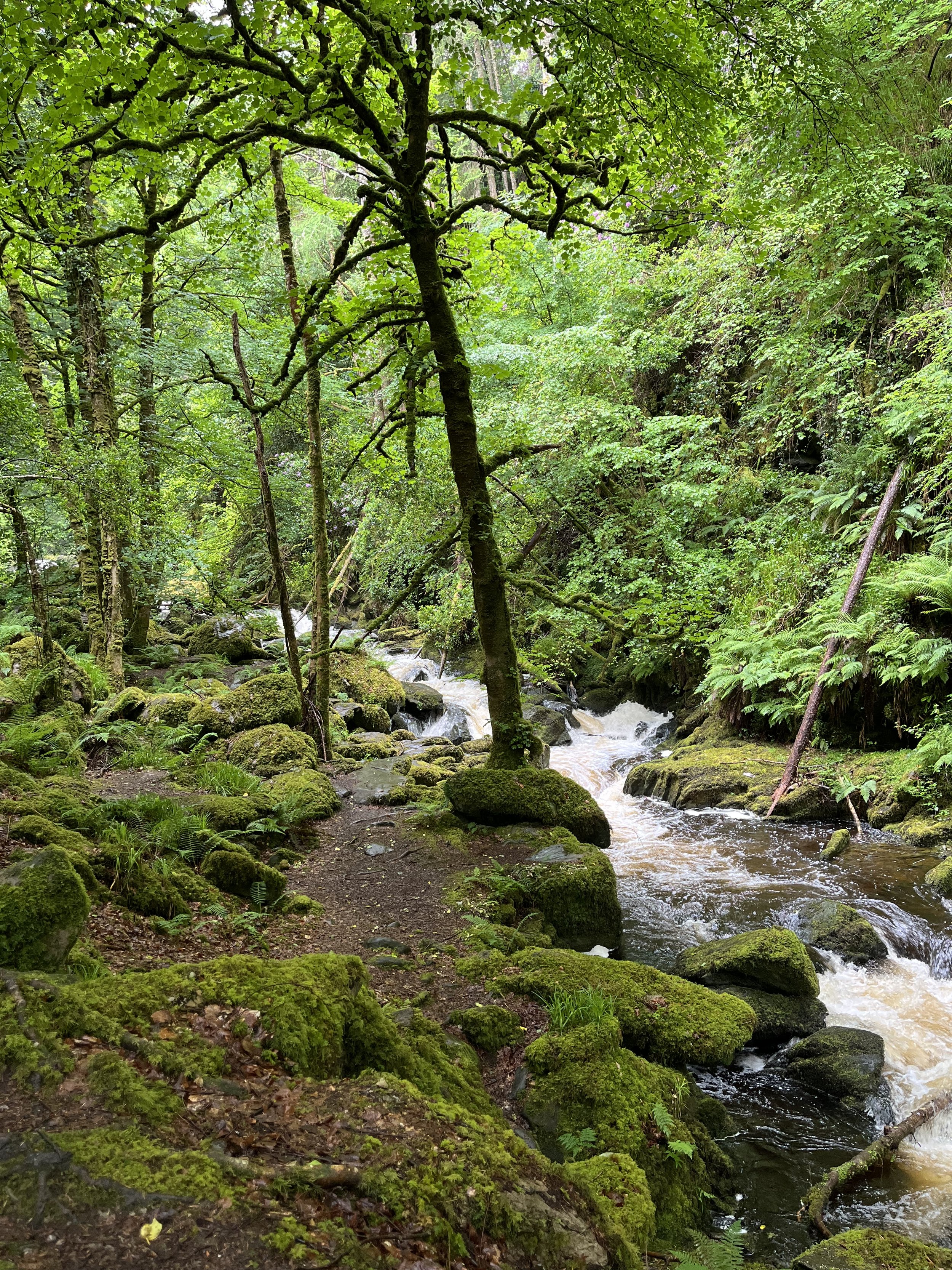A lush green forest with moss-covered rocks and a small flowing stream surrounded by dense foliage.