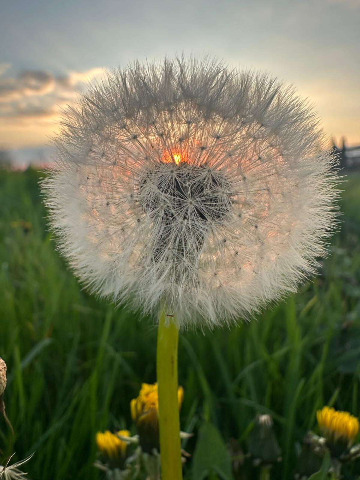 Dandelion flower with fluffy white seed head at sunset.