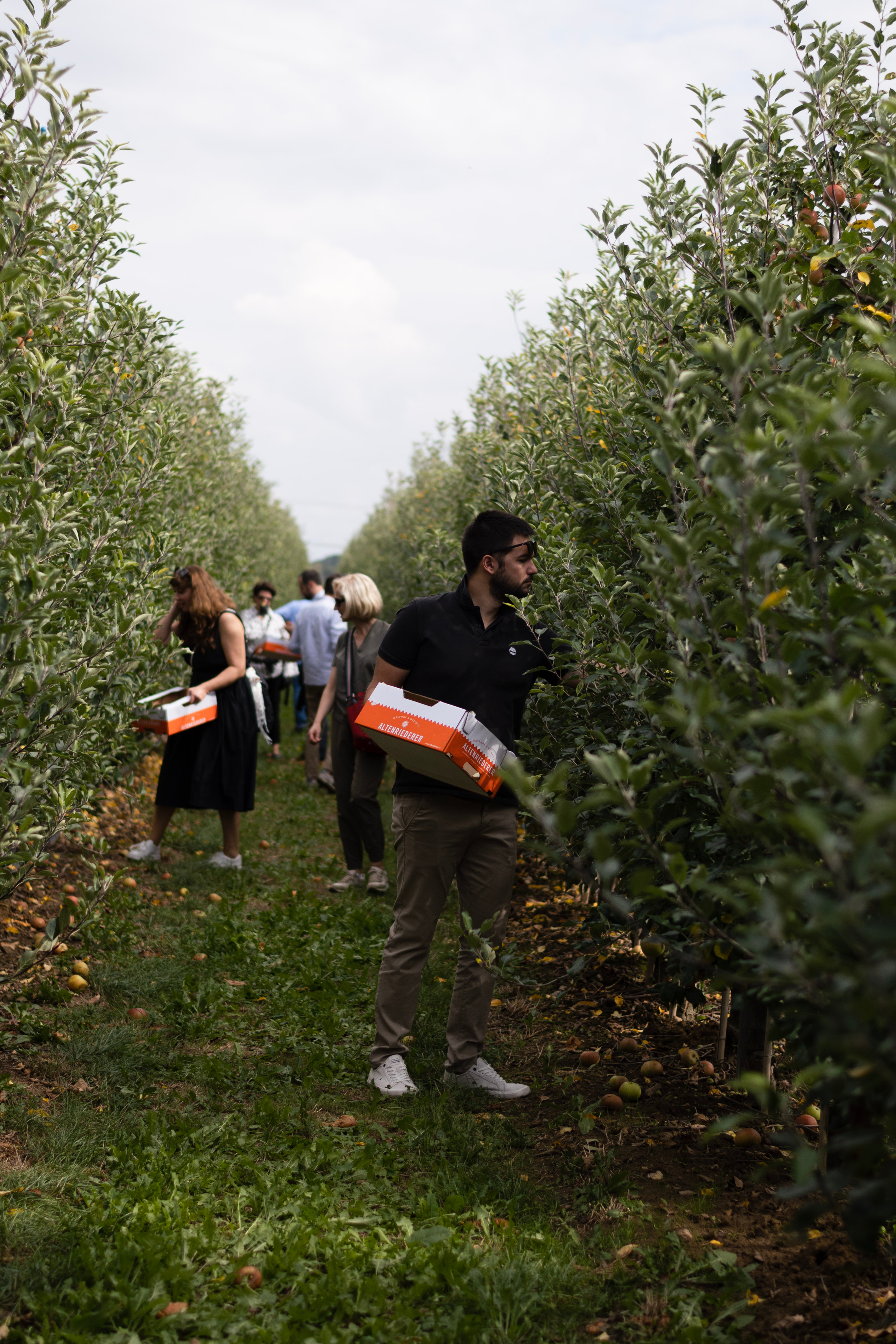 People harvesting apples in an orchard during daytime.