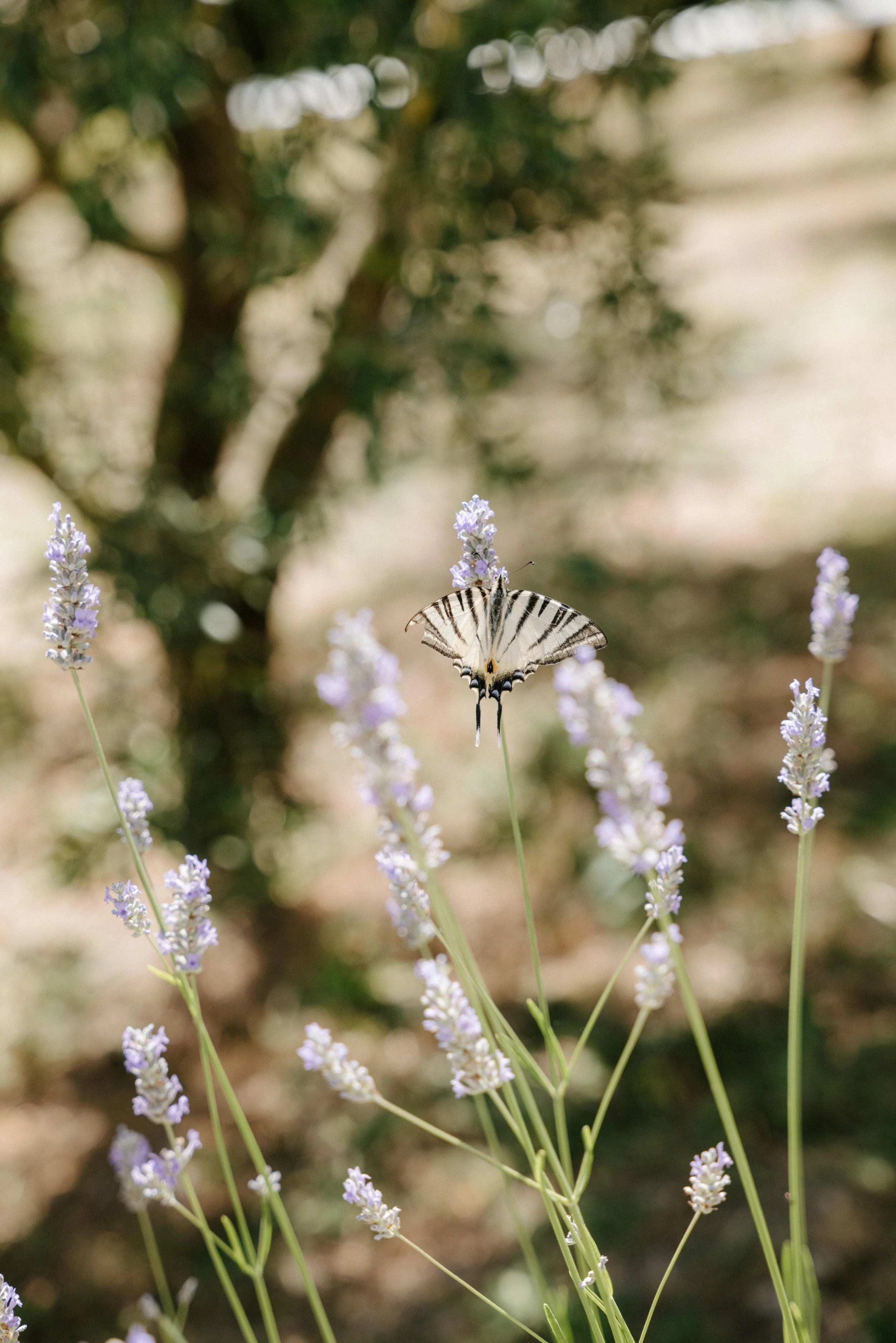 destination wedding photographer -CharlènePélutPhotographes-5.jpg