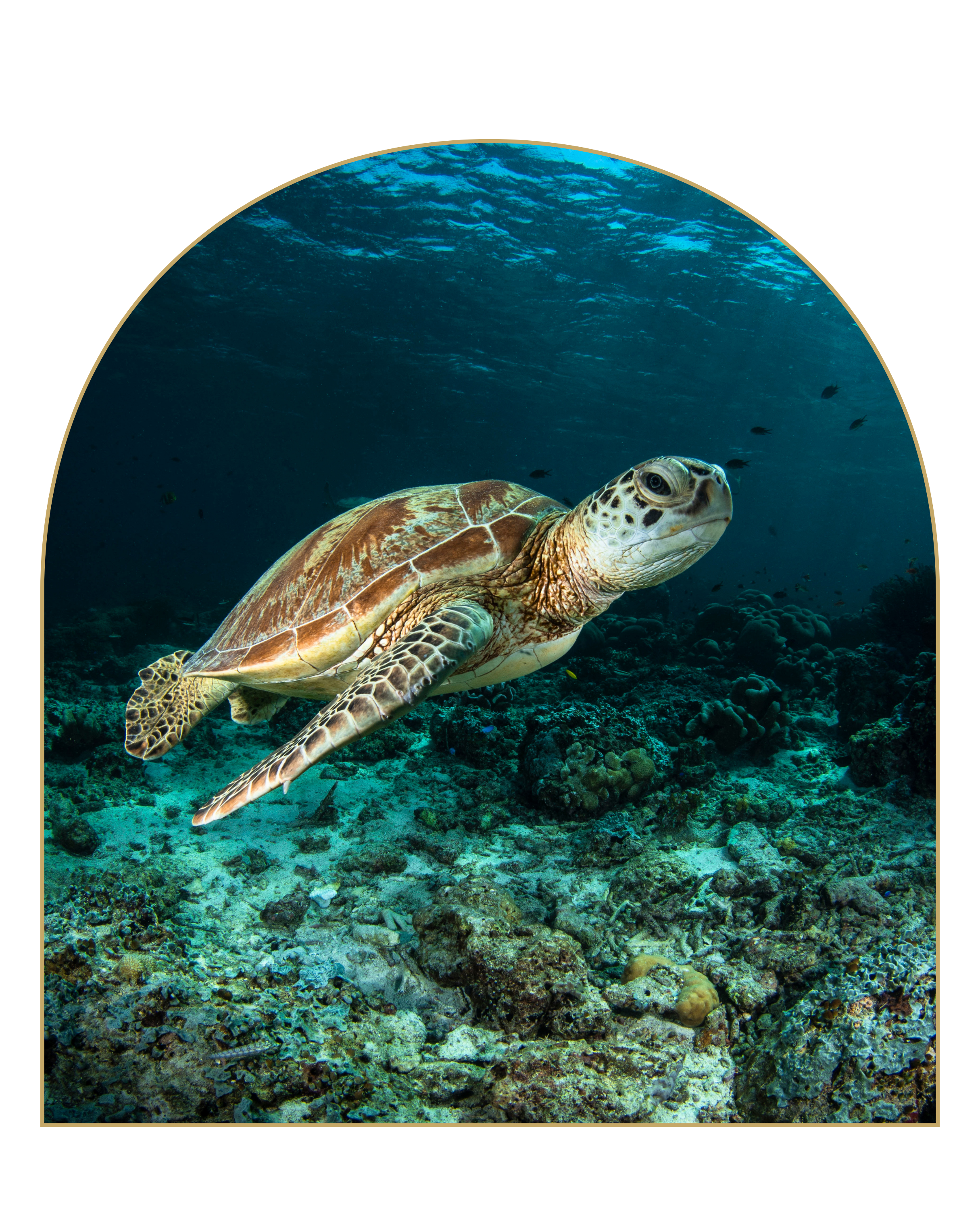 Underwater scene with a green sea turtle swimming above coral reef and small fish swimming in the background.