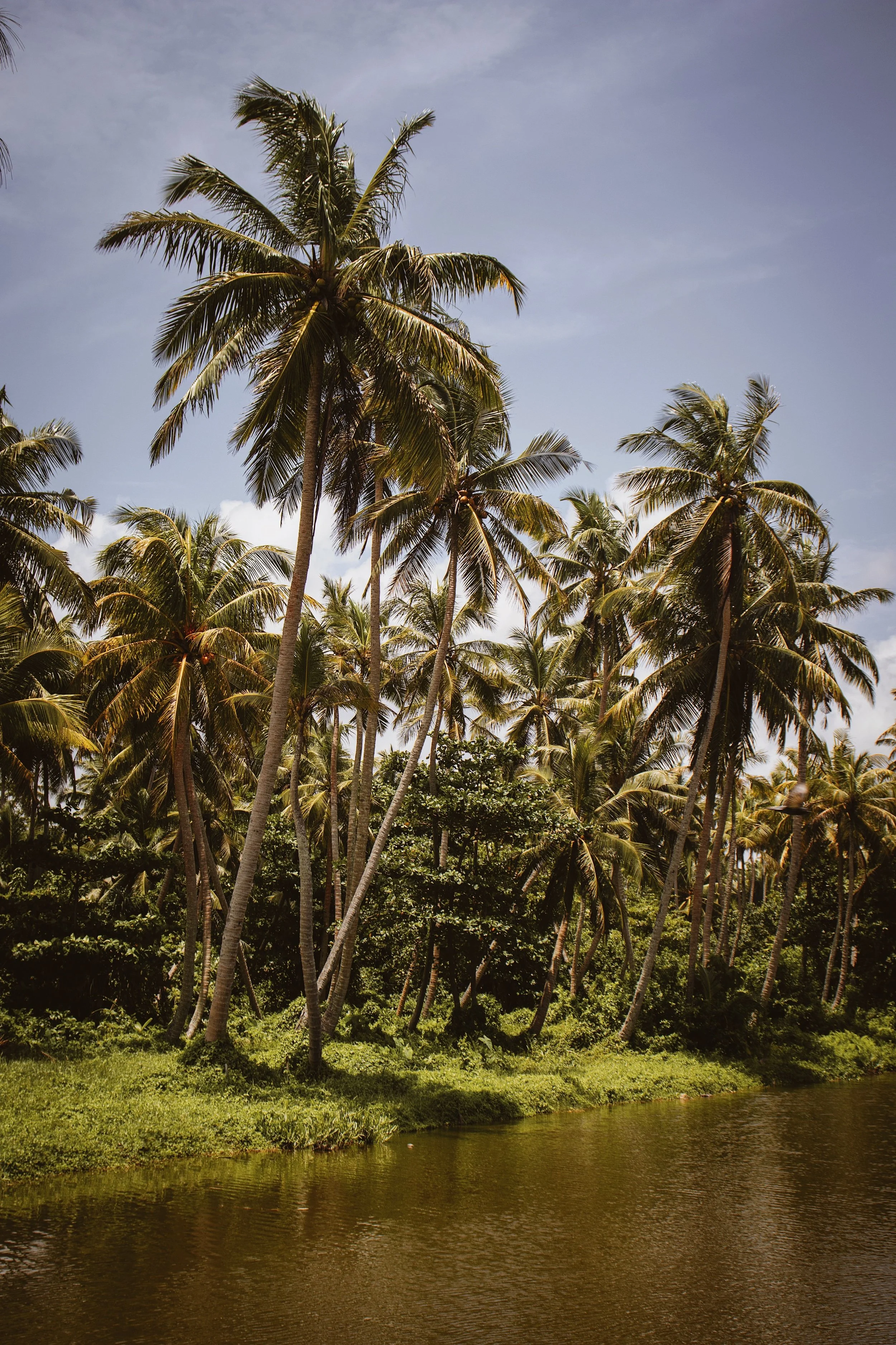 A tropical scene with numerous tall palm trees near a body of water, under a partly cloudy sky.