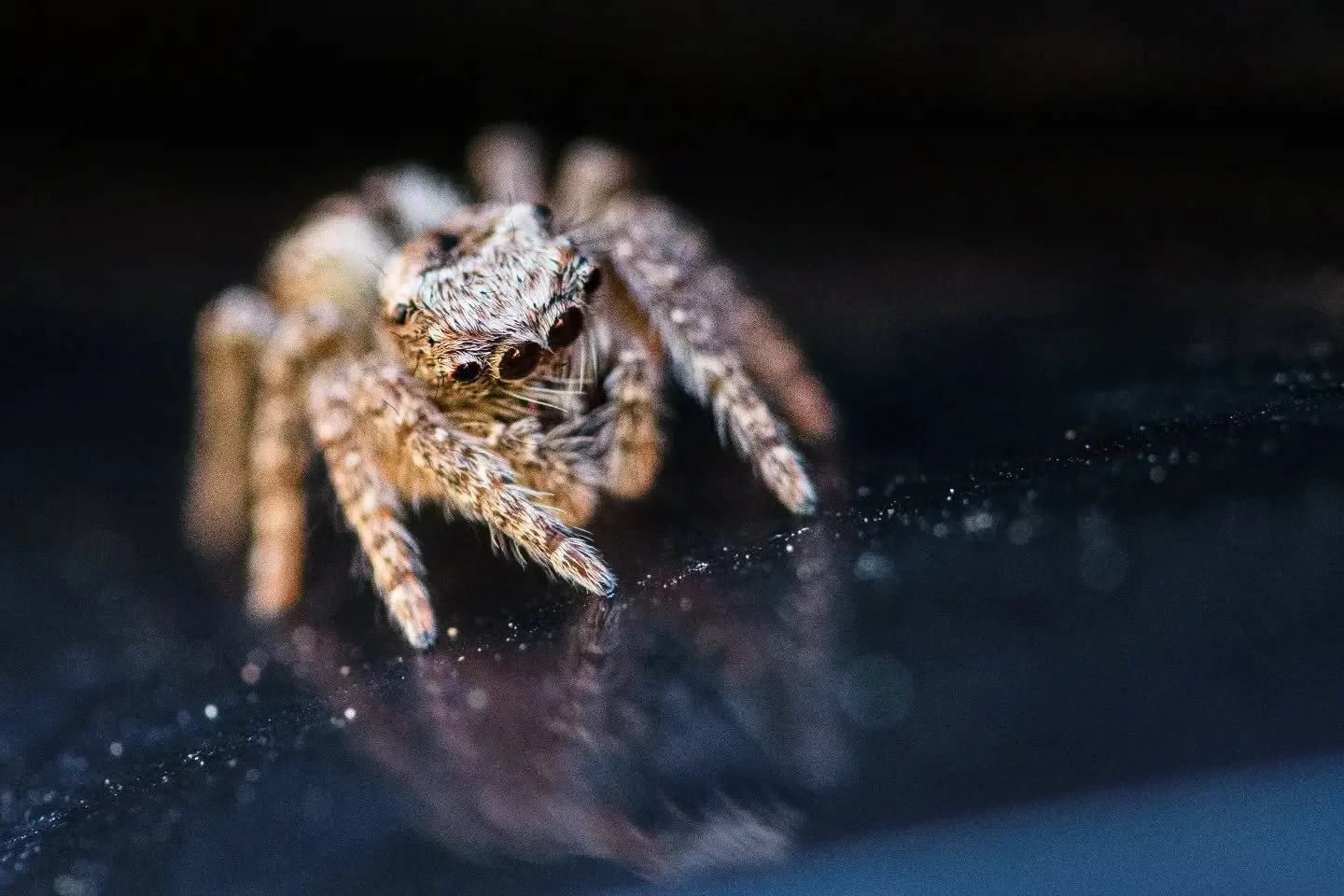 Macro Photography (Spider Edition) 
12.09.2026