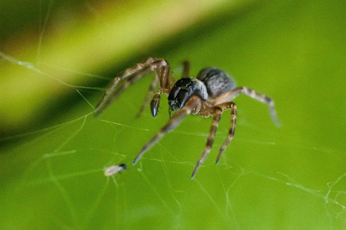 Macro Photography
Sep 2026

Spider: (I believe it's a Grey House Spider, Badumna longinqua)

POLL: do you like spiders?