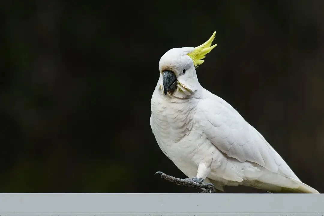 Wildlife Observations
11.07.2026

Comment your favourite Australian wildlife and why!